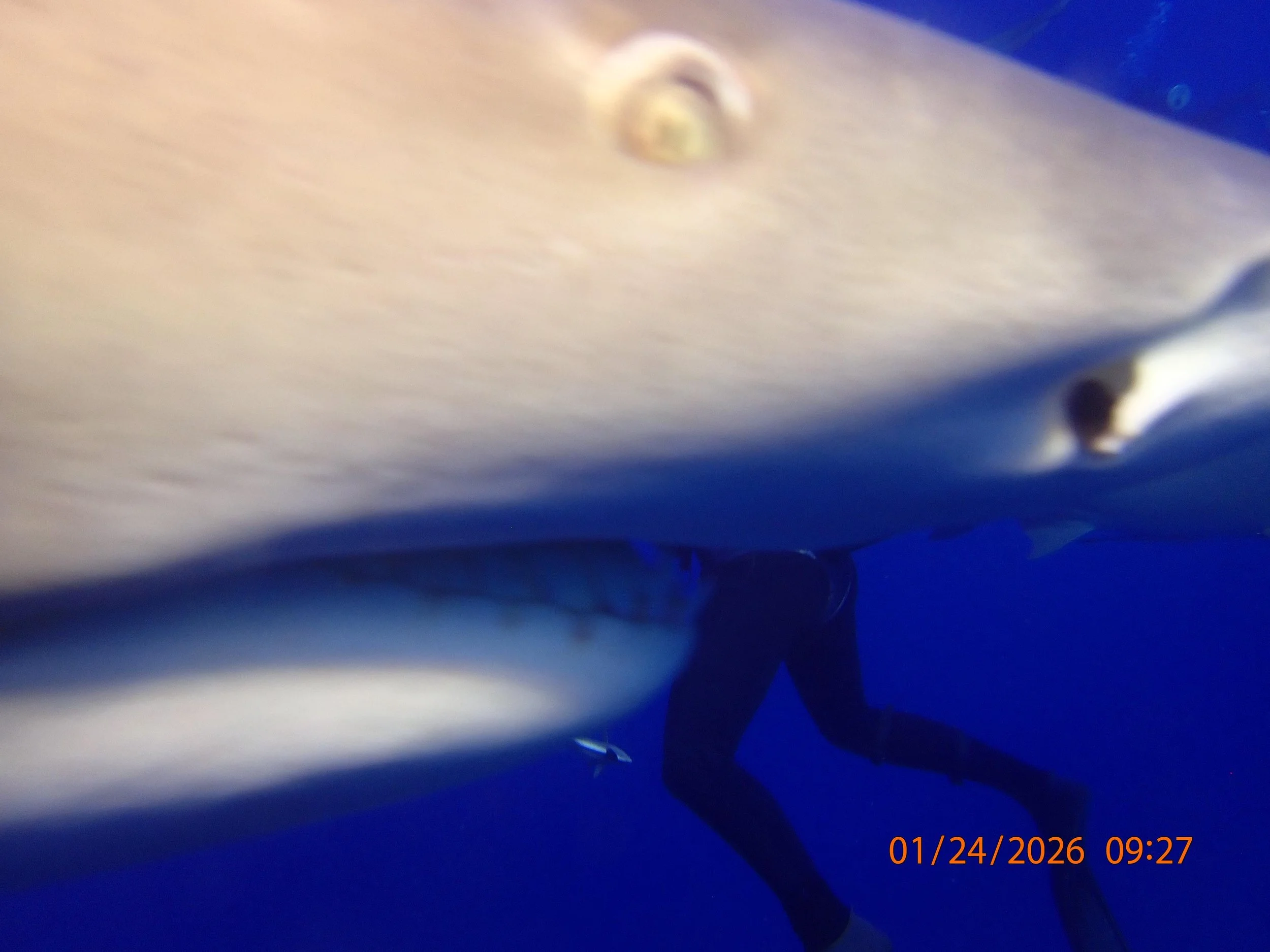 Great dive Jan24th with Salty Divers in Jupiter, although this diver is only half the man he used to be. :) No sharks or divers were harmed. Love the yellow eye of this lemon shark.