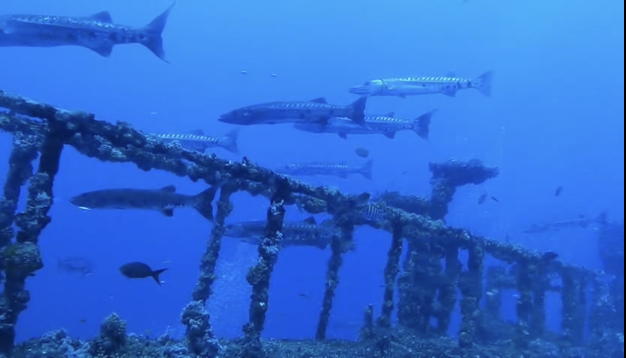Lady Luck Wreck  - April 2026 SFDI diveLady