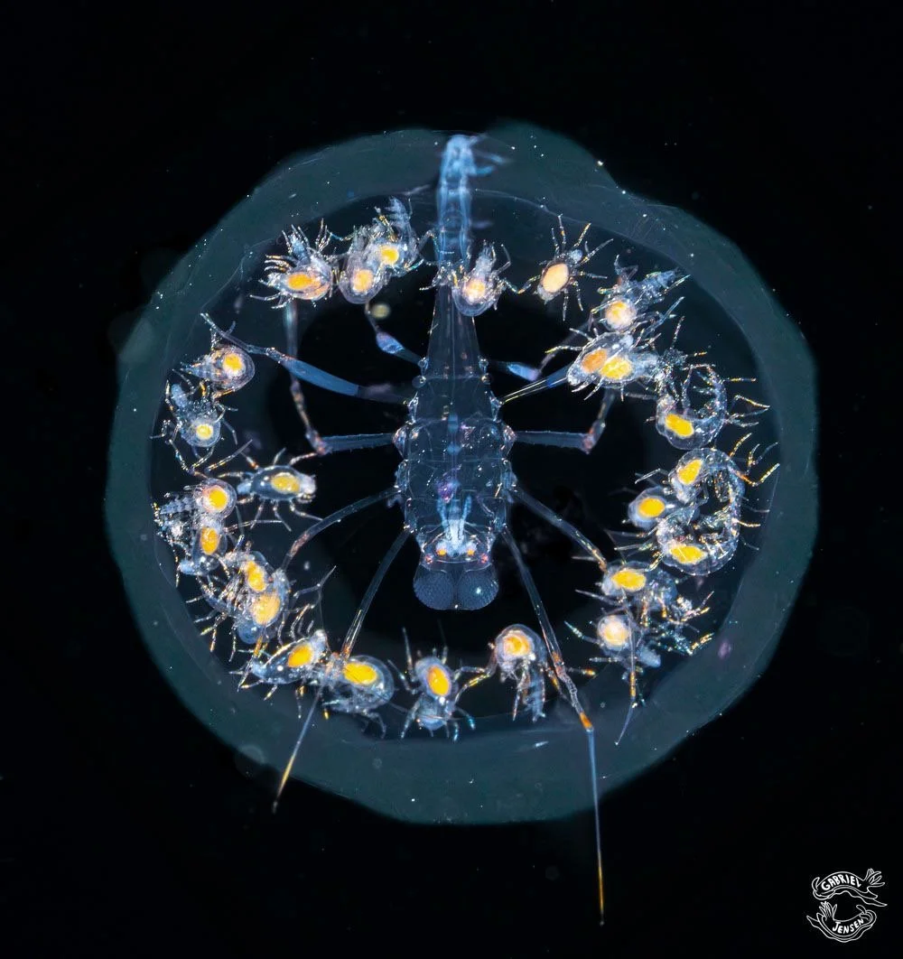 Phromina amphipod, inside a hollowed-out salp! Was that an inspiration for Alien movie?