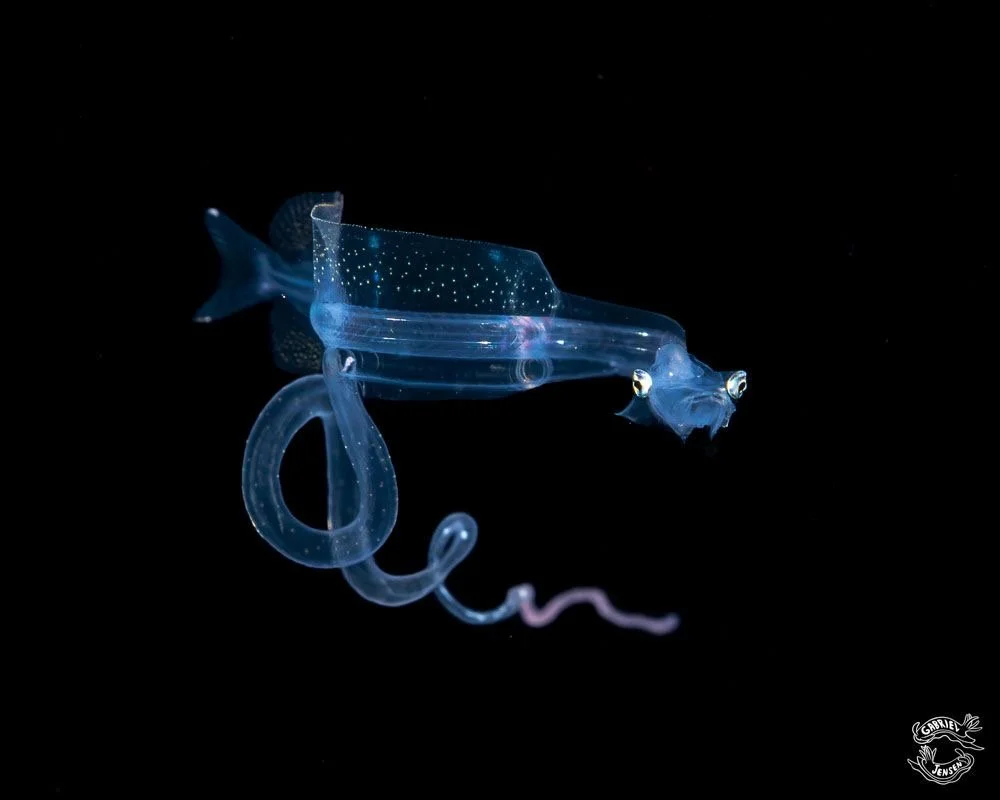 Wow! A larval dragonfish! Also called sea elephant!