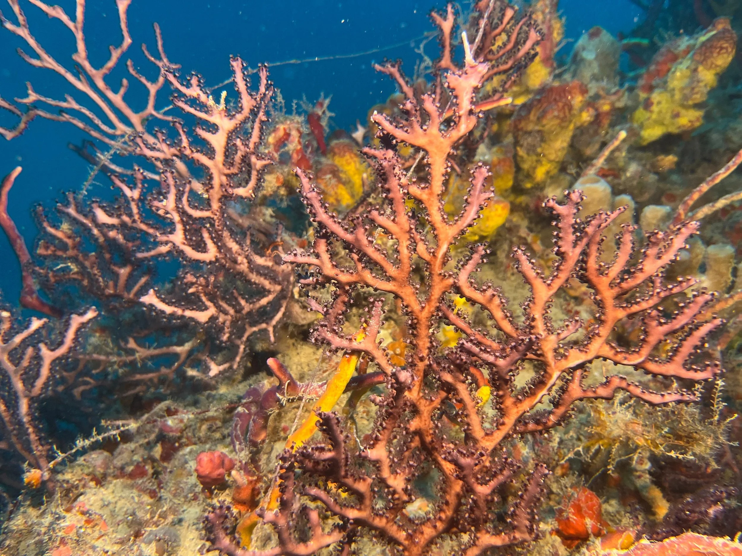 Tenneco Tower - Jan 18th