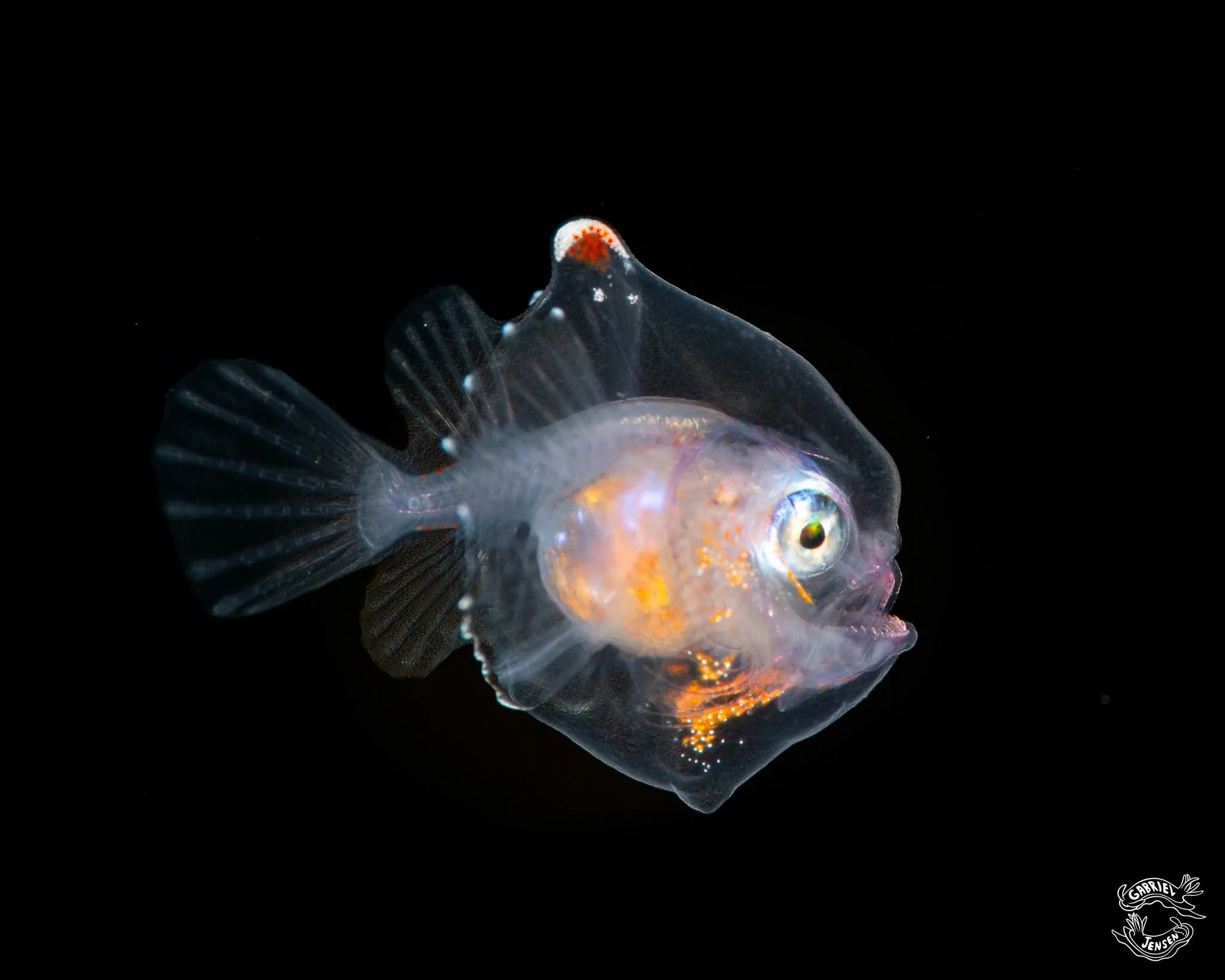 Blackwater creature