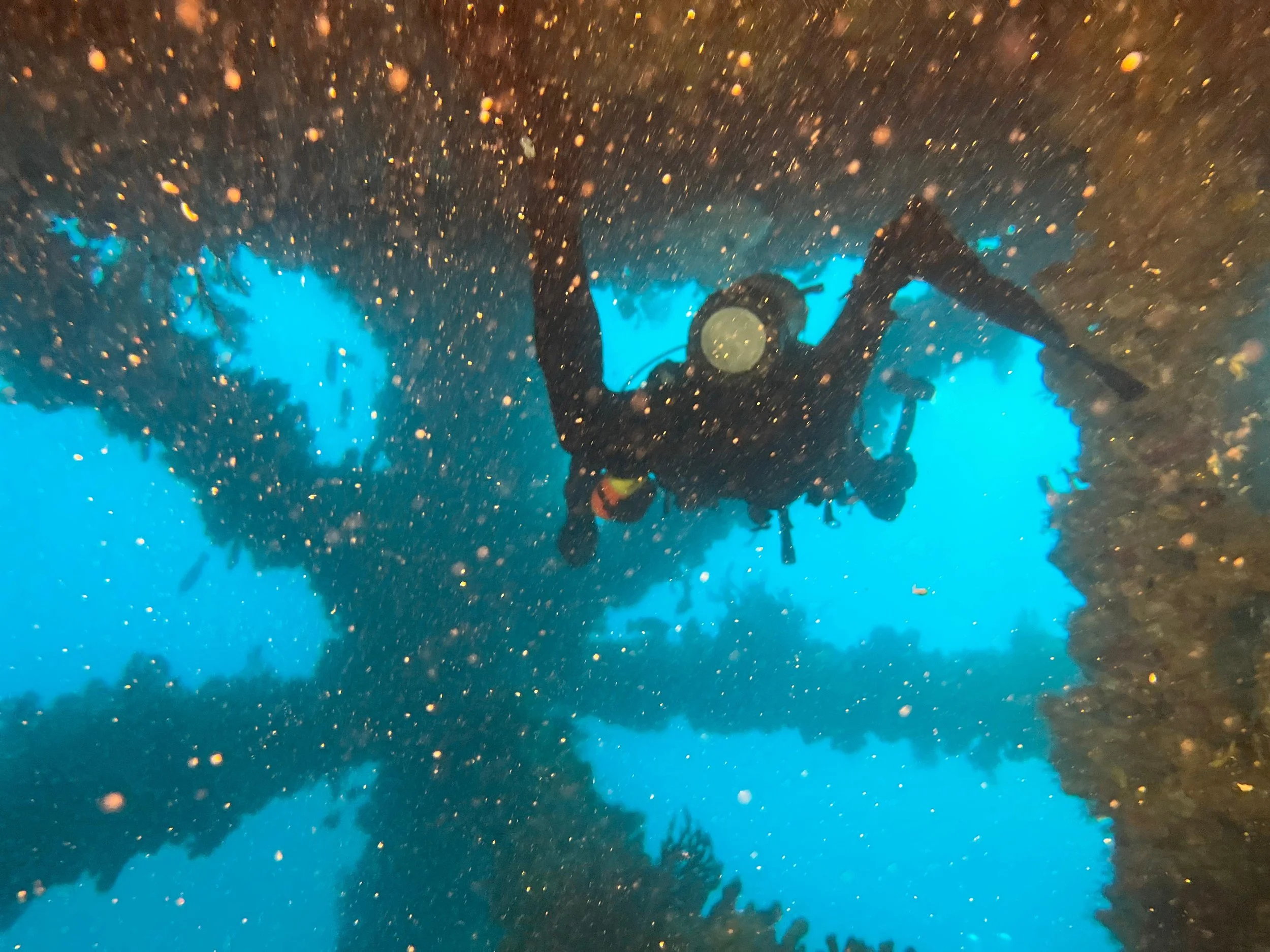 An adventure with scuba diving Miami (Squalo Divers)