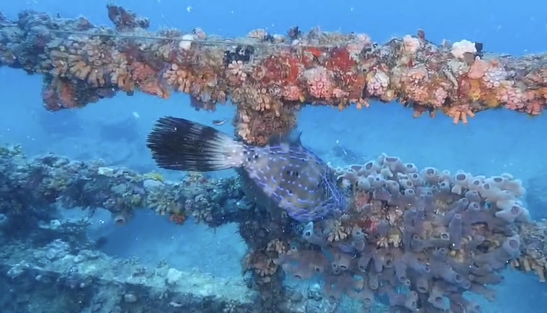 Lady Luck Wreck  - April 2026 SFDI diveLady