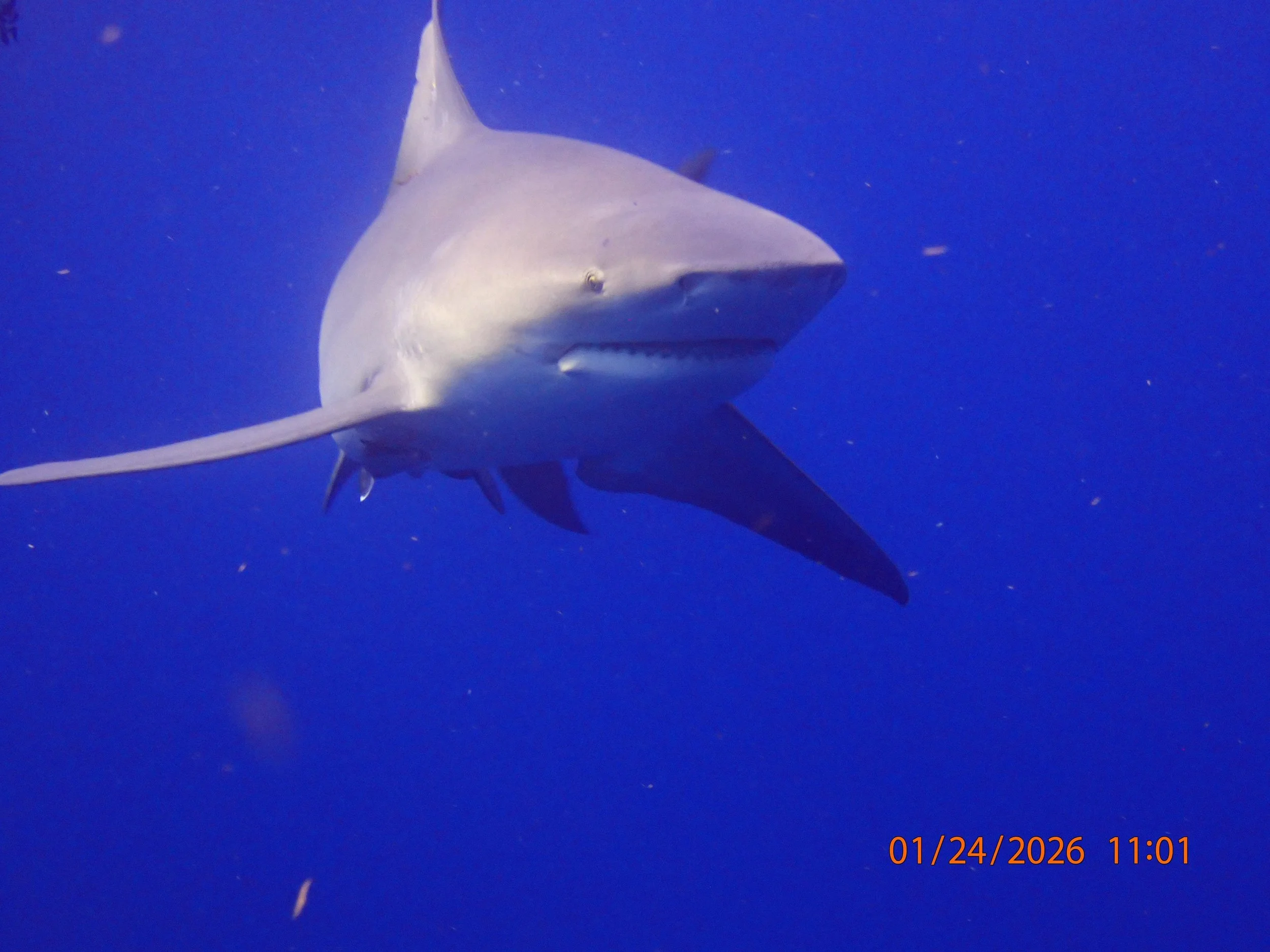 Uau! Our brave divers met a Bull shark on the water yestarday. Thanks Simon for sharing the pic.