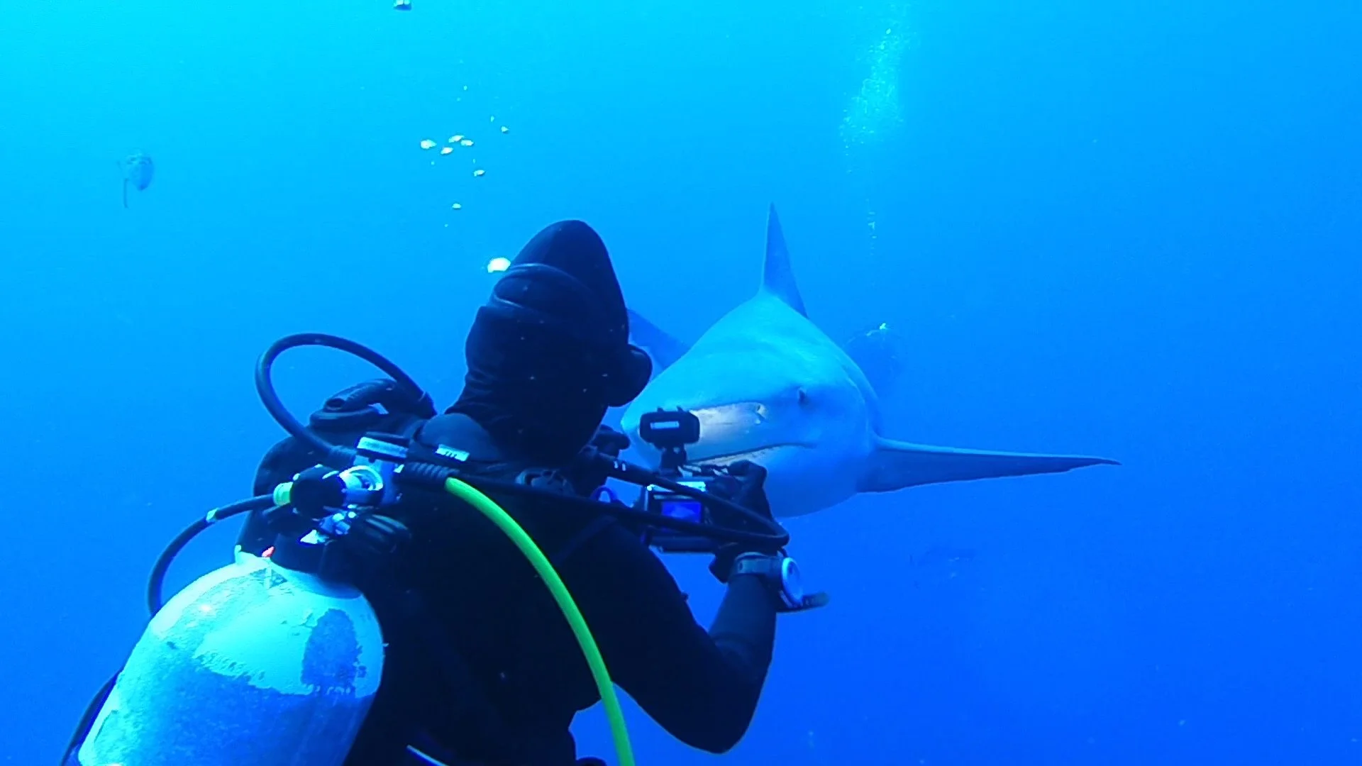That is a close encounter with a bull shark!