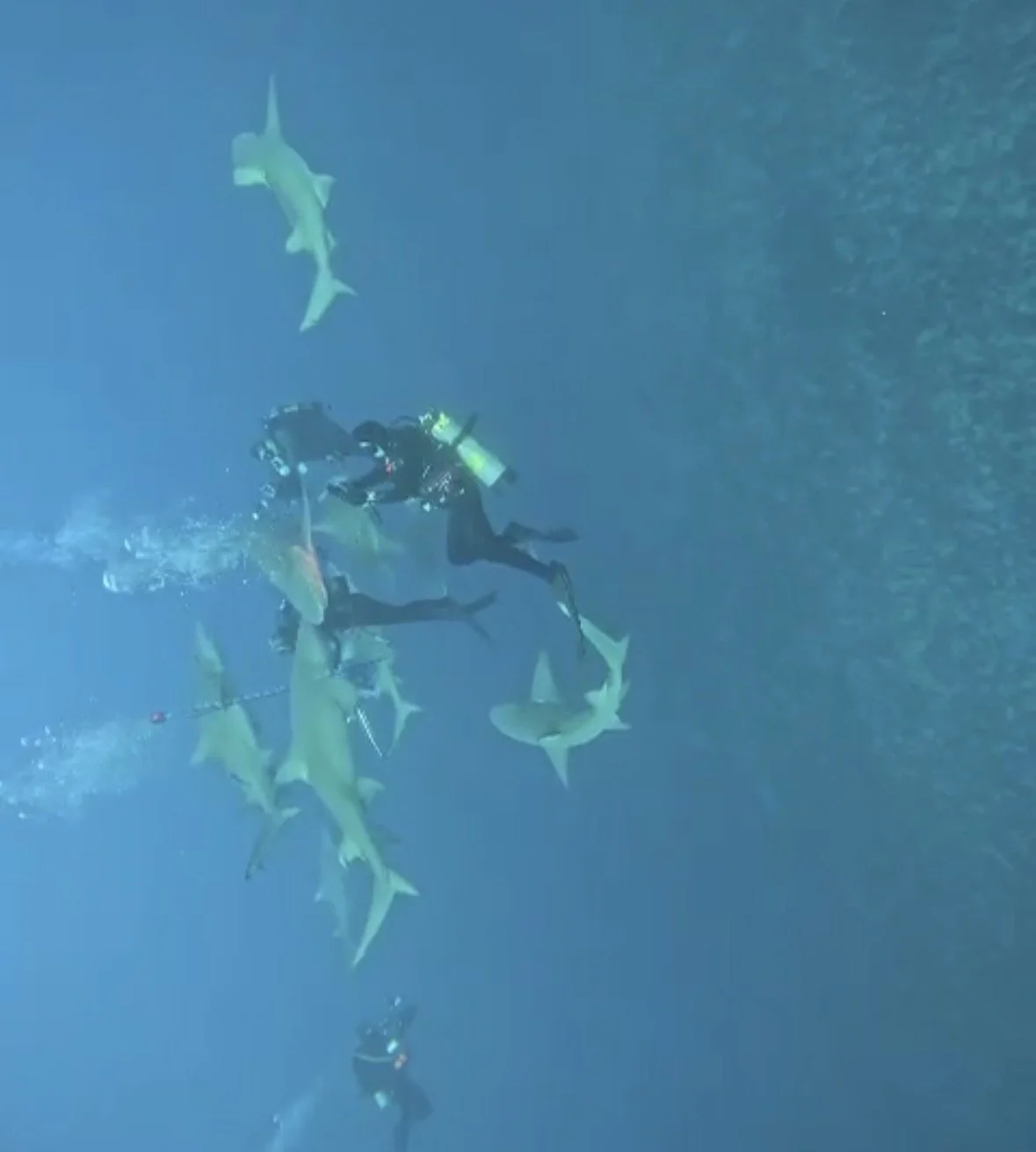 Lots of Lemons circle our divers.