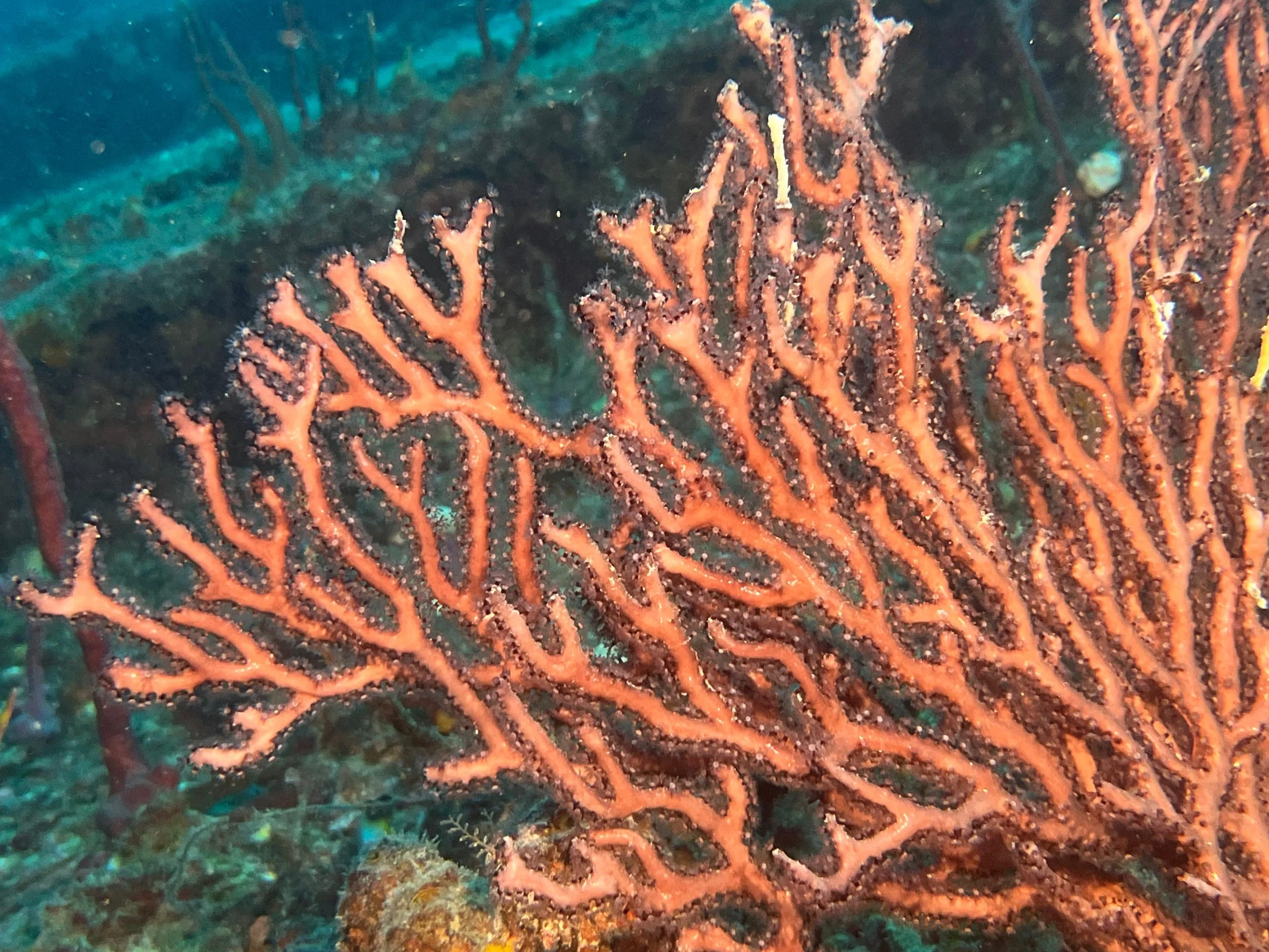 Tenneco Tower - Jan 18th