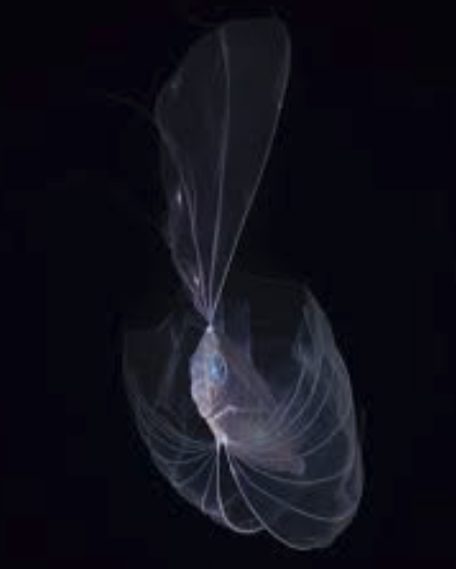 Blackwater dive on Fbruary 27th. Is this a comb jelly?