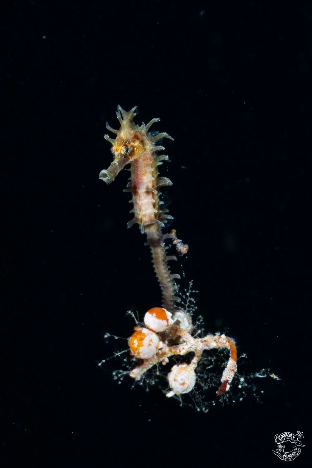 A spiny seahorse, native from Indo-Pacific, seen in vacations in florida during Blackwater dive on February 27th