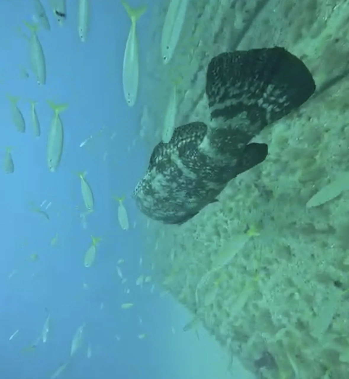 A Goliath grouper found in Jupiter on Jan24th. Although this is not the pick of their aggregation, they can still be spot on Jan on wrecks.