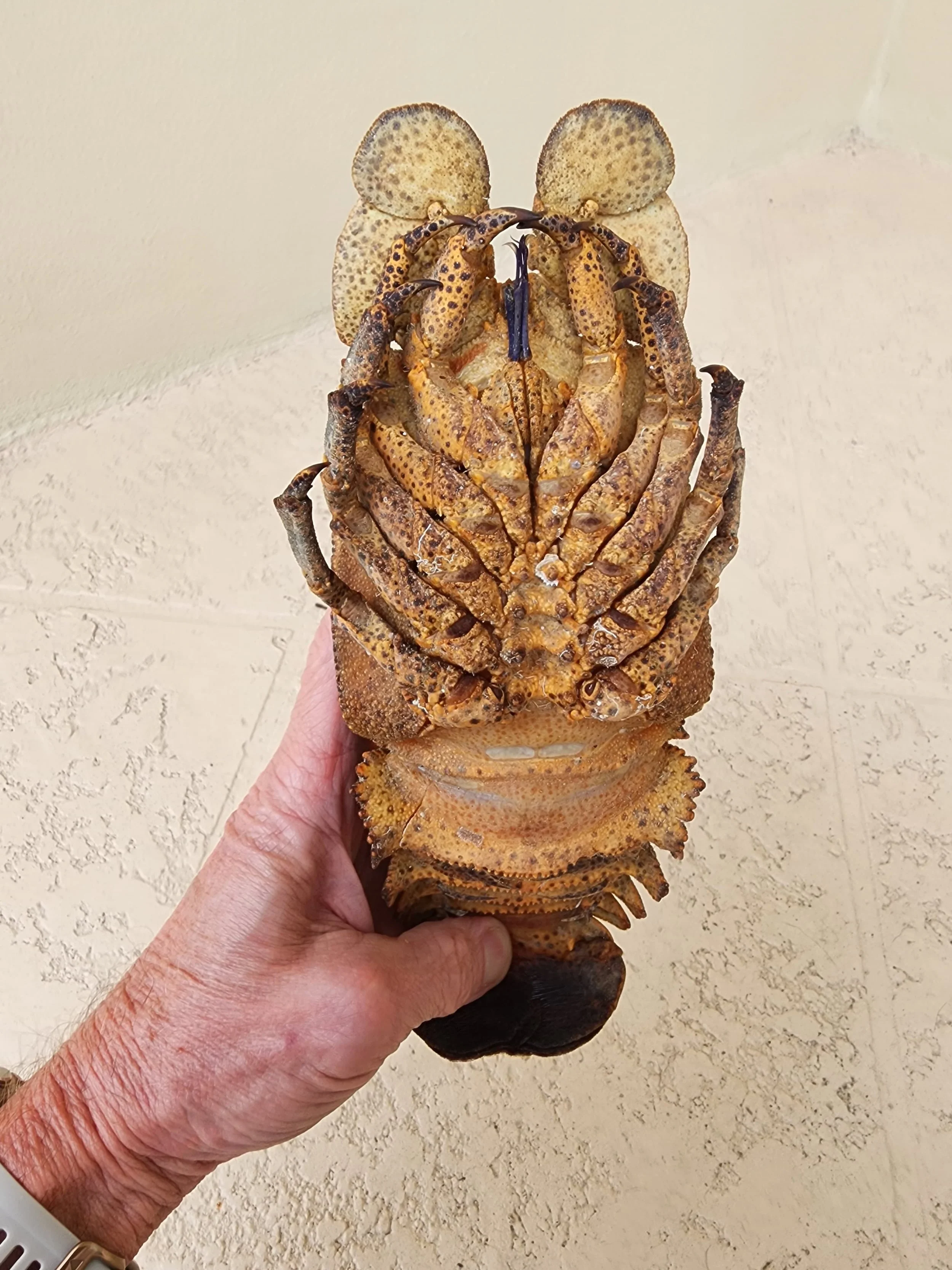 Beatiful slipper Lobster