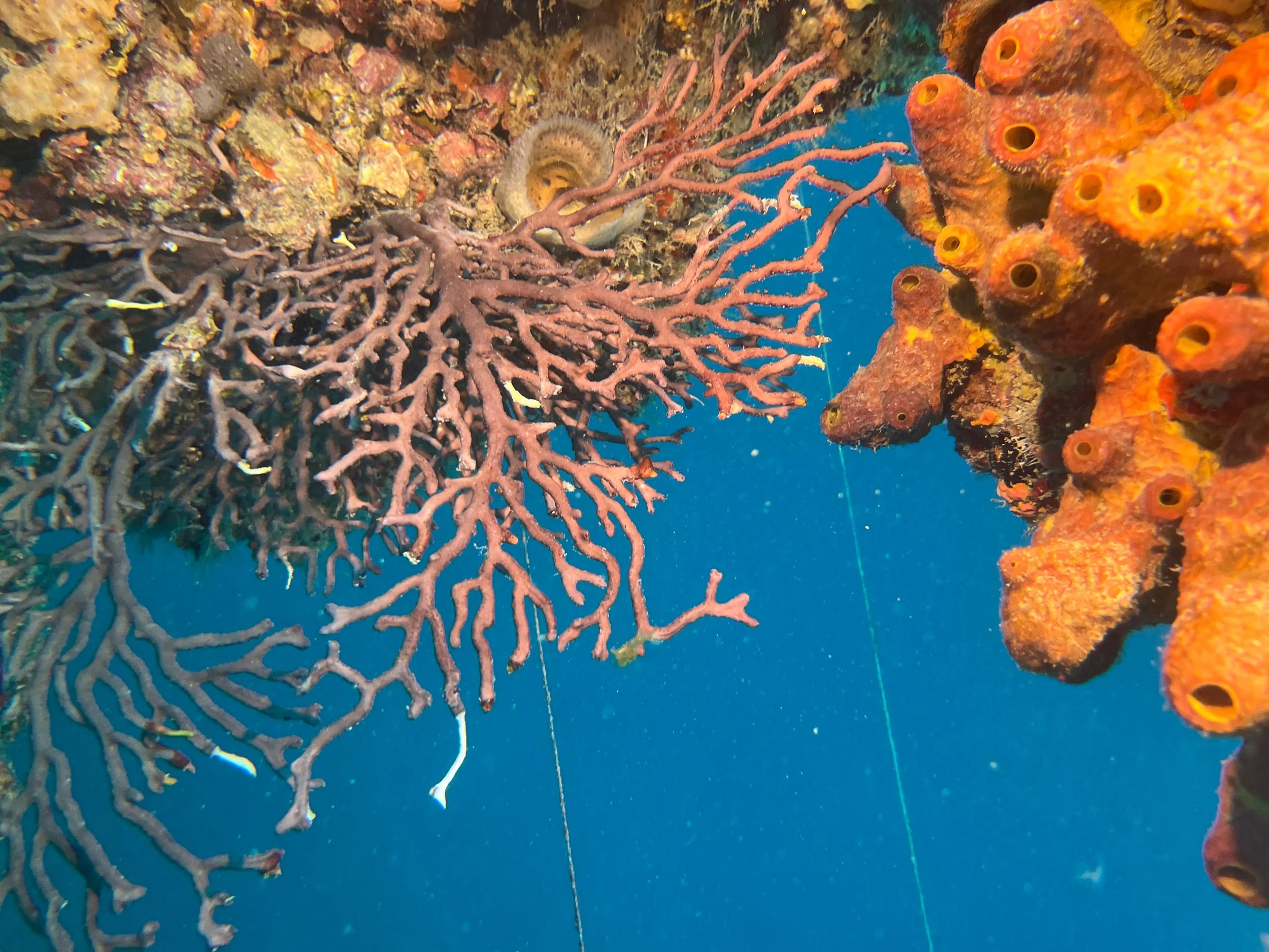 Tenneco Tower - Jan 18th