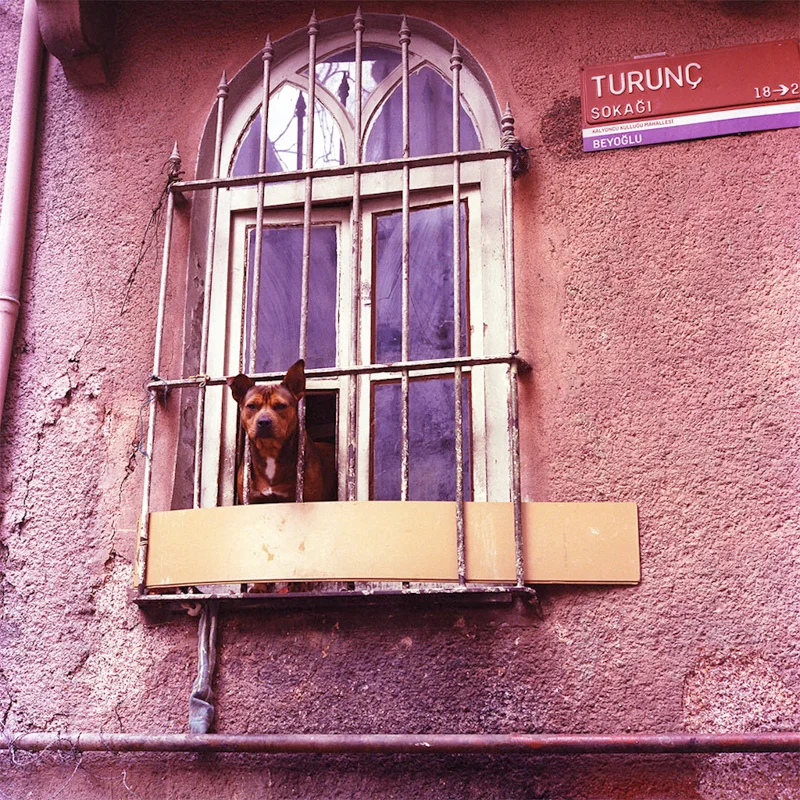 Looking out.