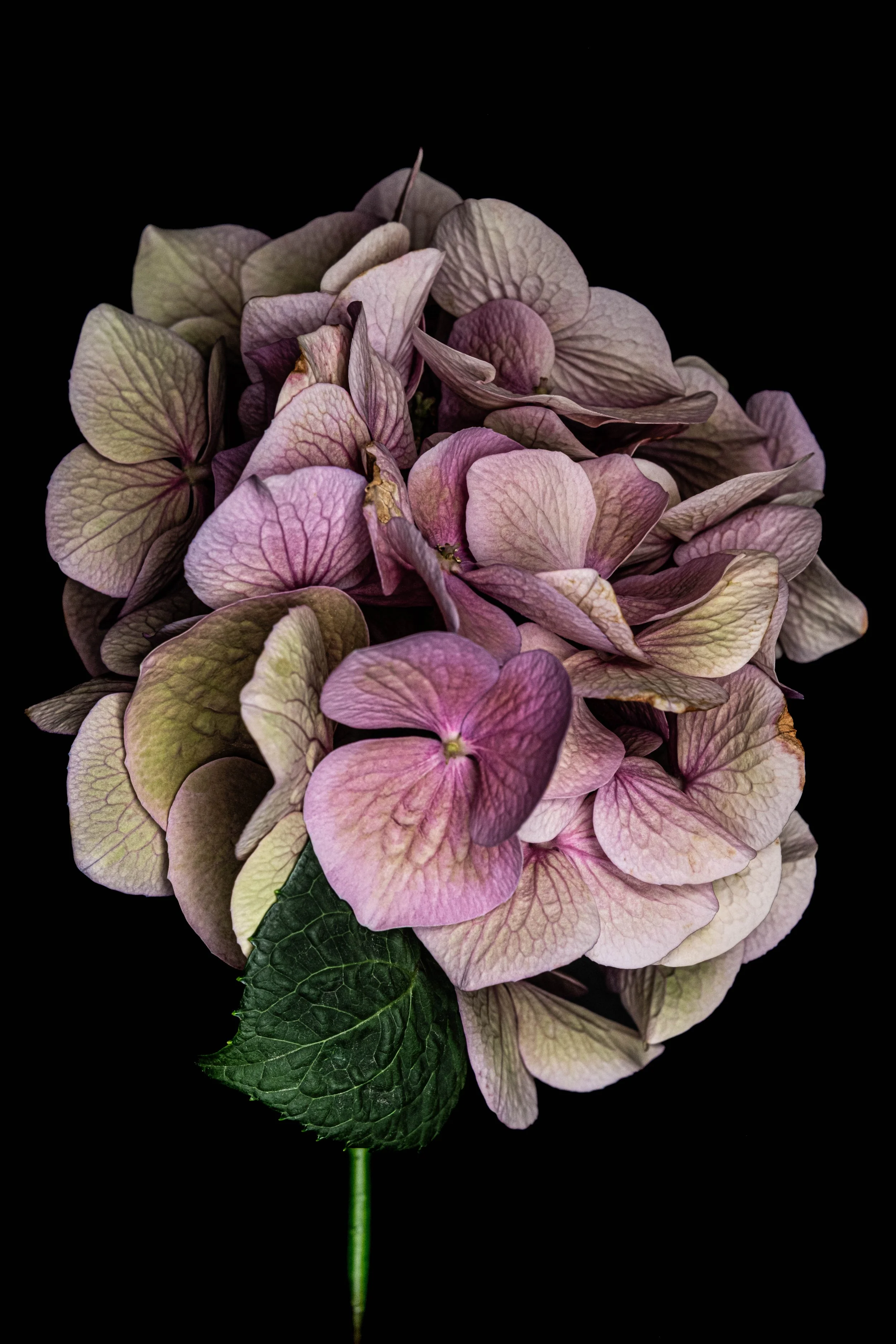 4282 # Alys Walker-Tinson -po 19 -photo 2_.jpg