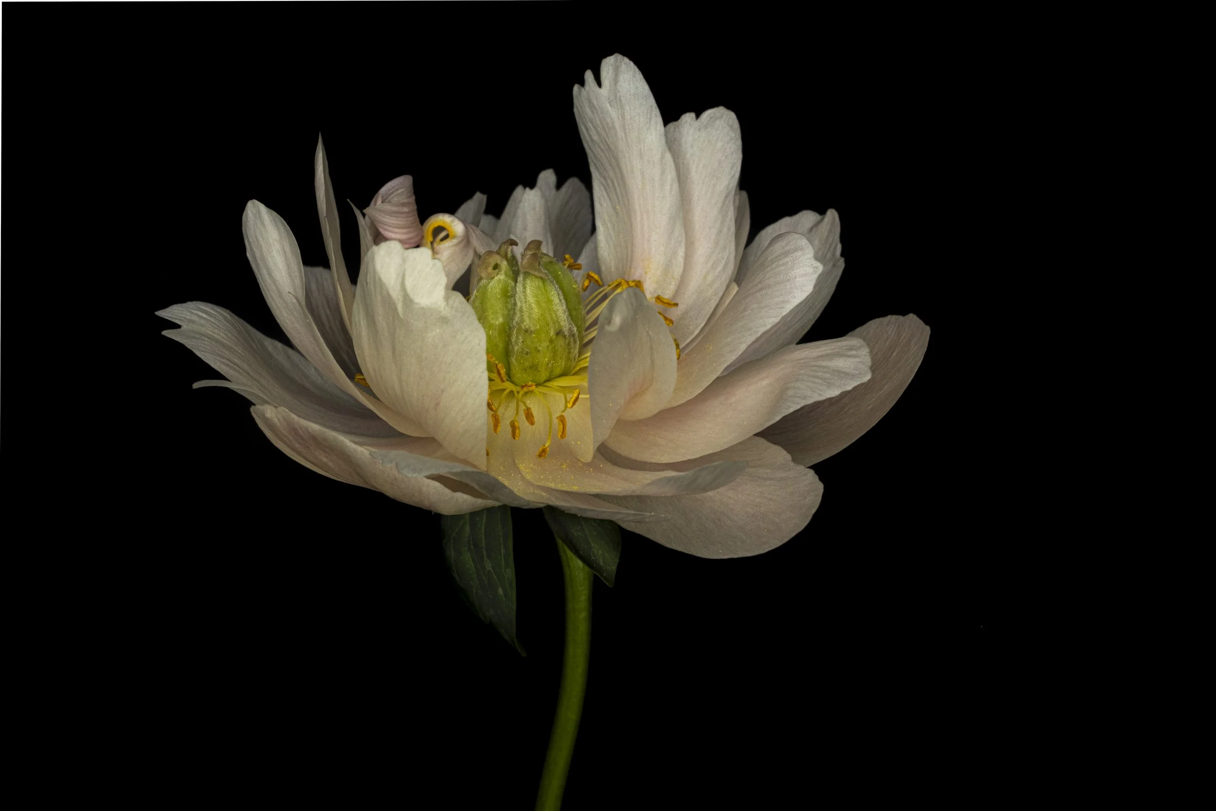 Aged peony HDR 5119 Alys Walker Tinson.jpg