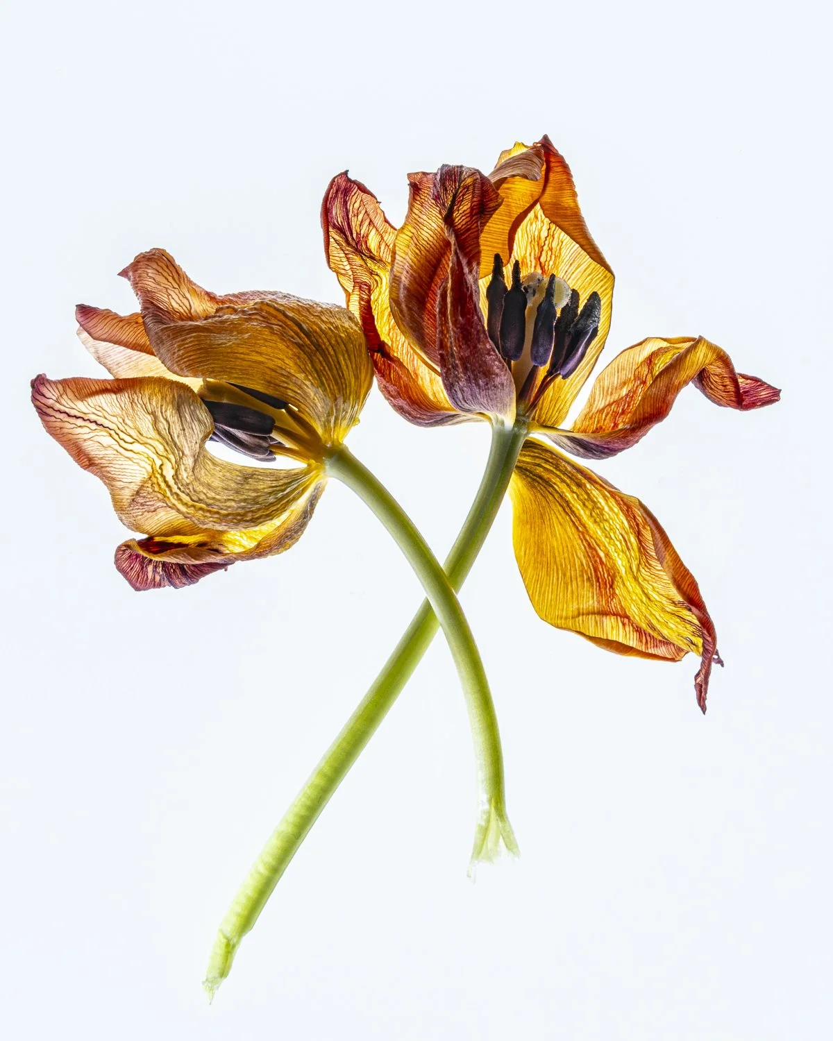 Dancing aged tulips 3964.jpg
