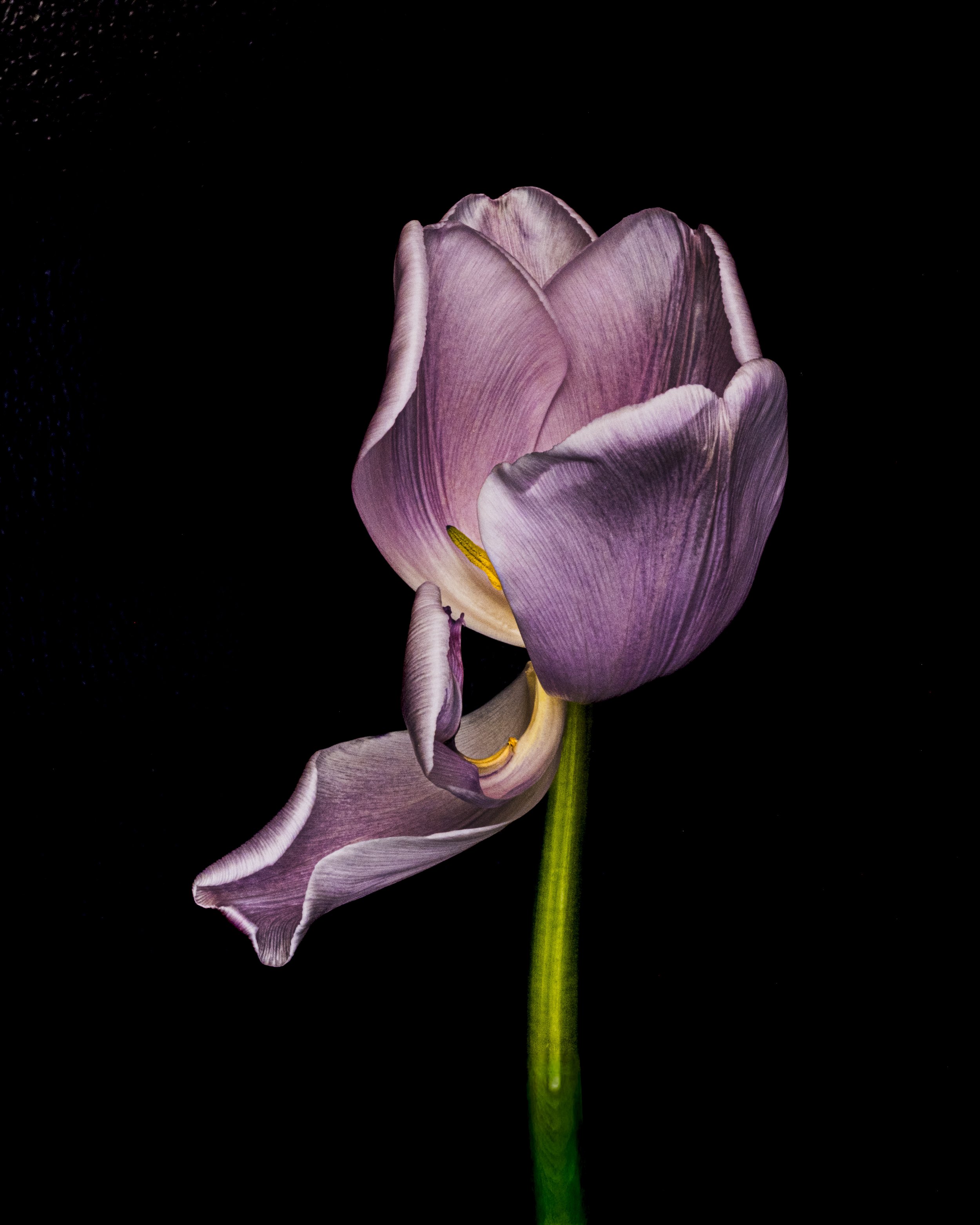 ageing lilac tulip with stem 3659.jpg