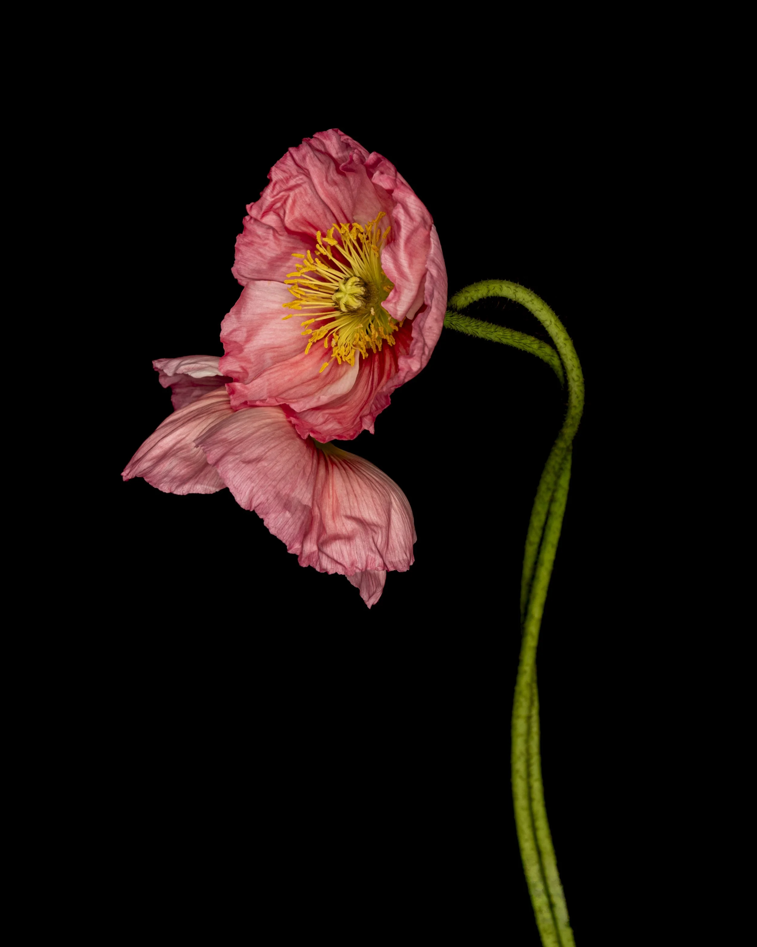 Entwined poppies 4246 Alys Walker Tinson.jpg