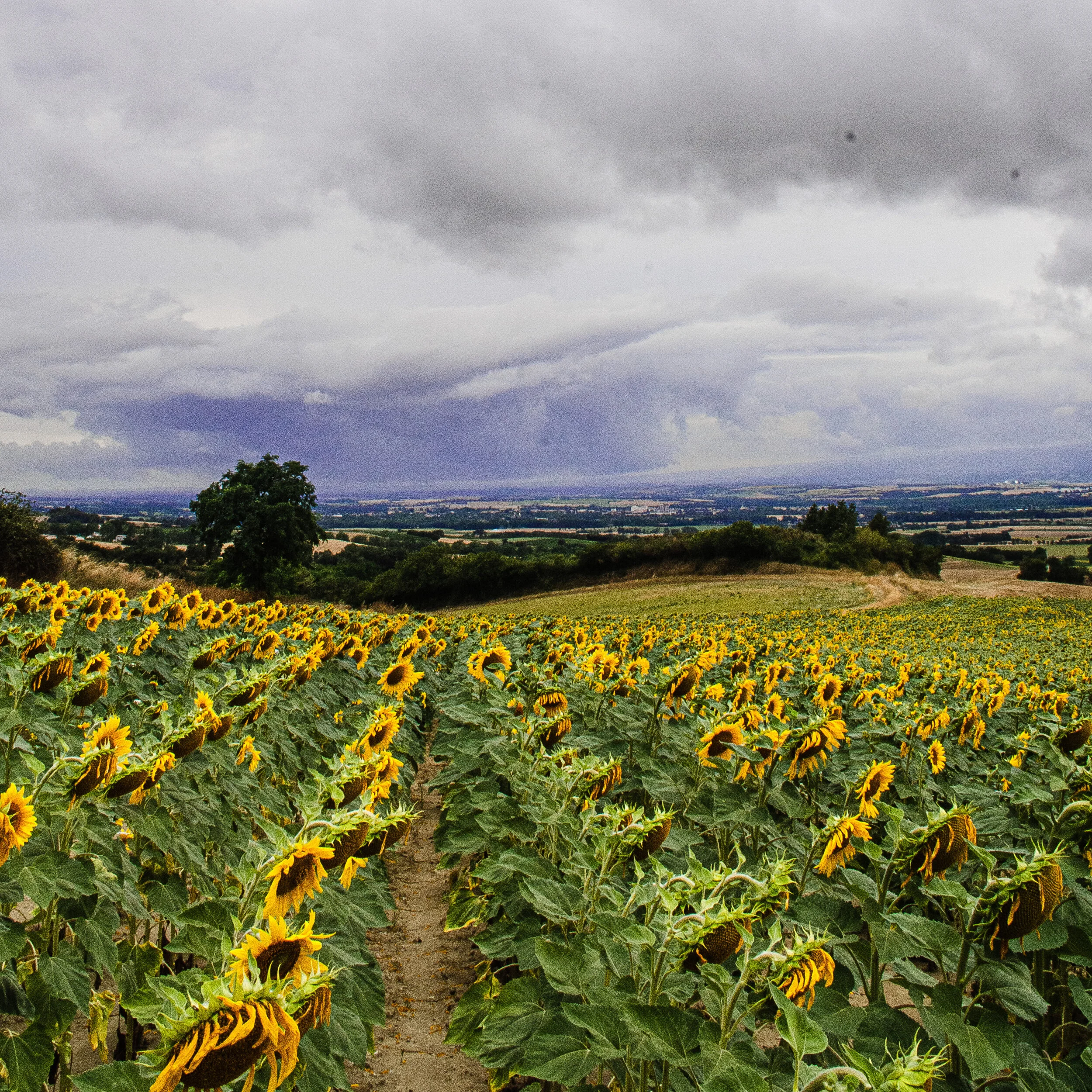 sunflower field for blog.jpg