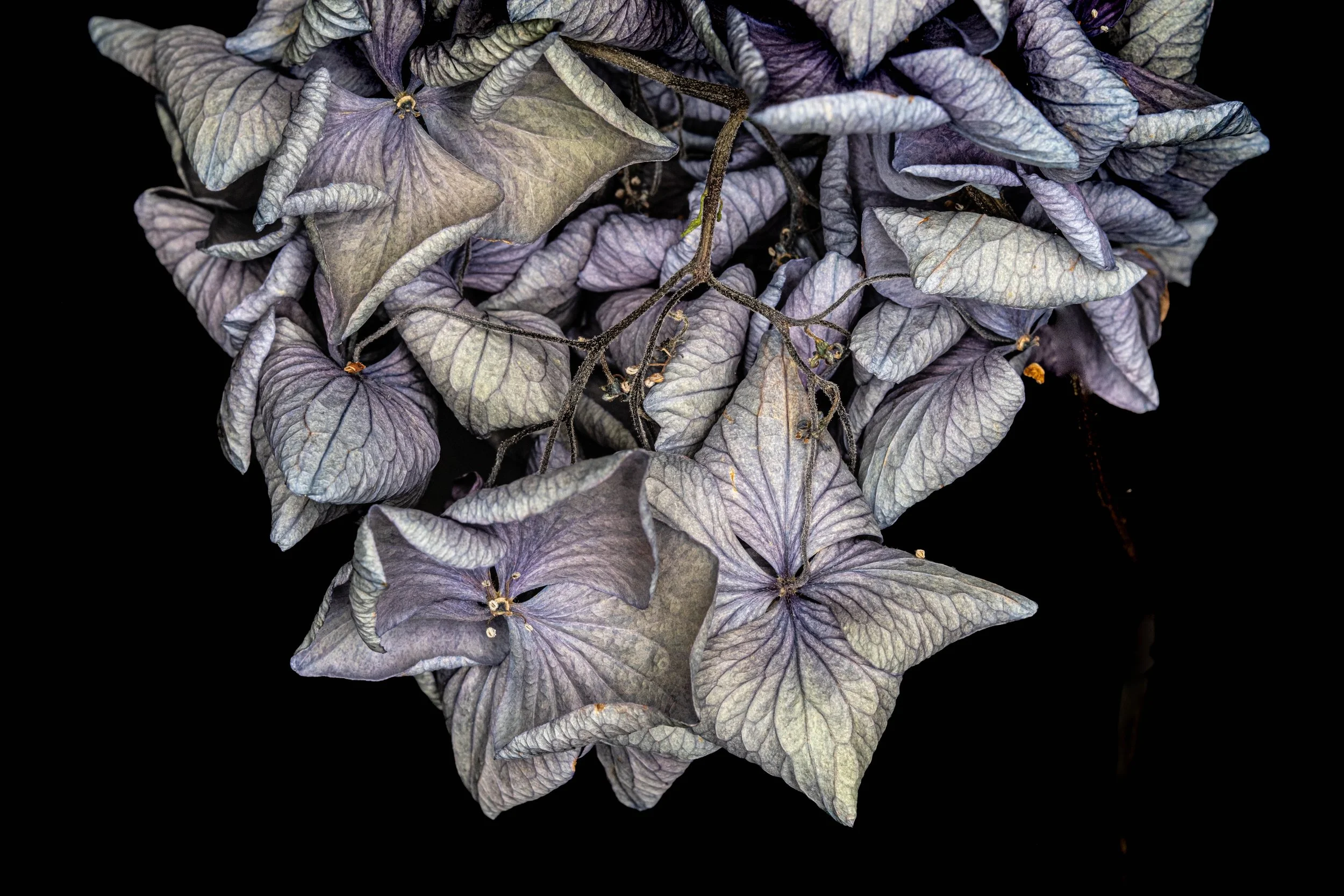 Hydrangea - 4334.jpg