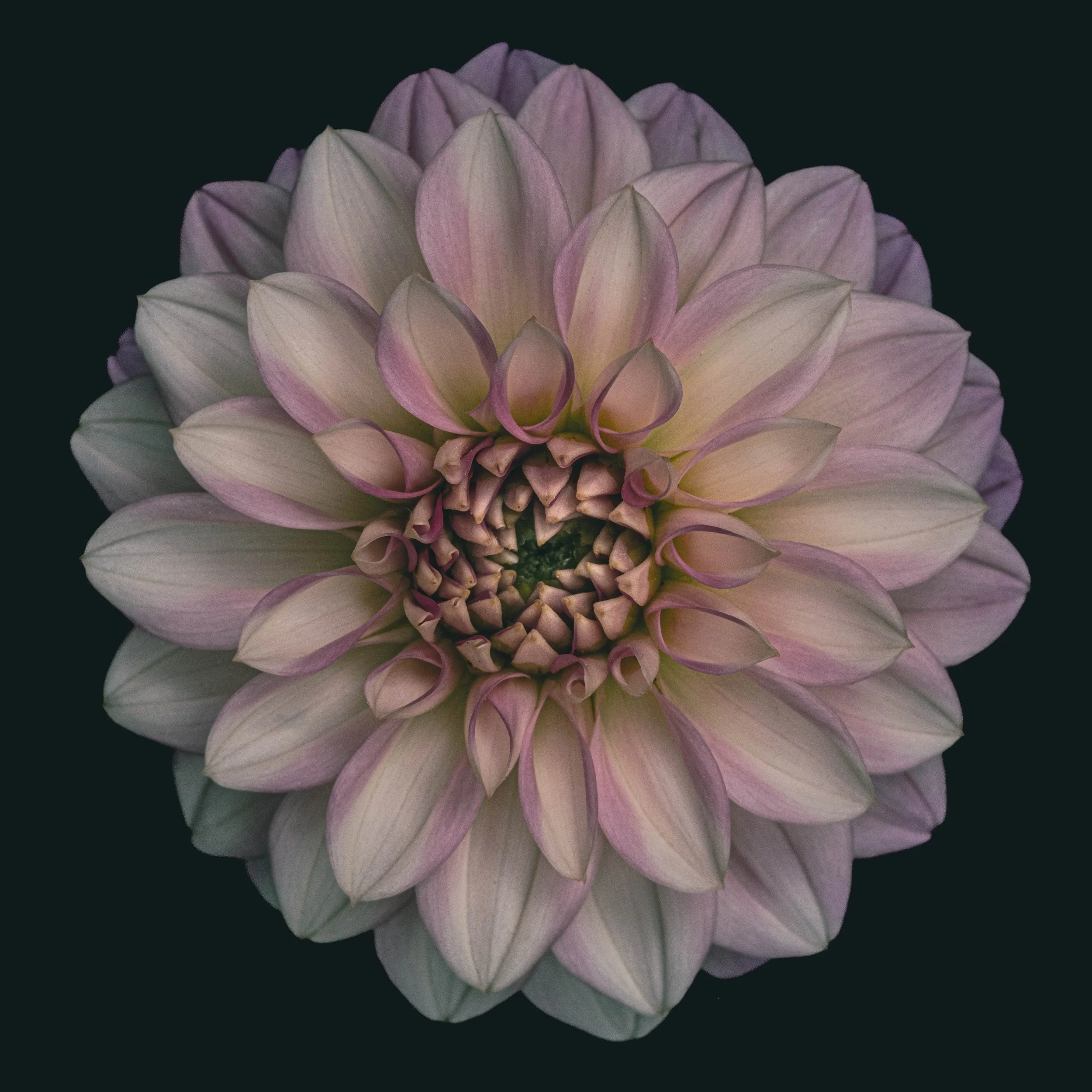 Dahlia captured using Lensbaby’s Velvet 56 lens