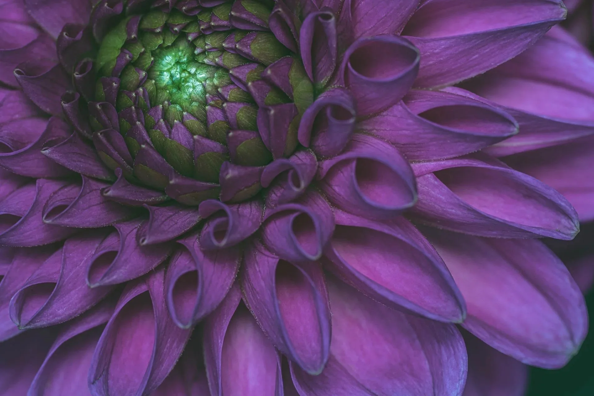  Fine art close-up photograph of deep purple dahlia petals spiralling around a bright green heart of the flower - Alys Walker-Tinson. Title: Game Set and Match 
