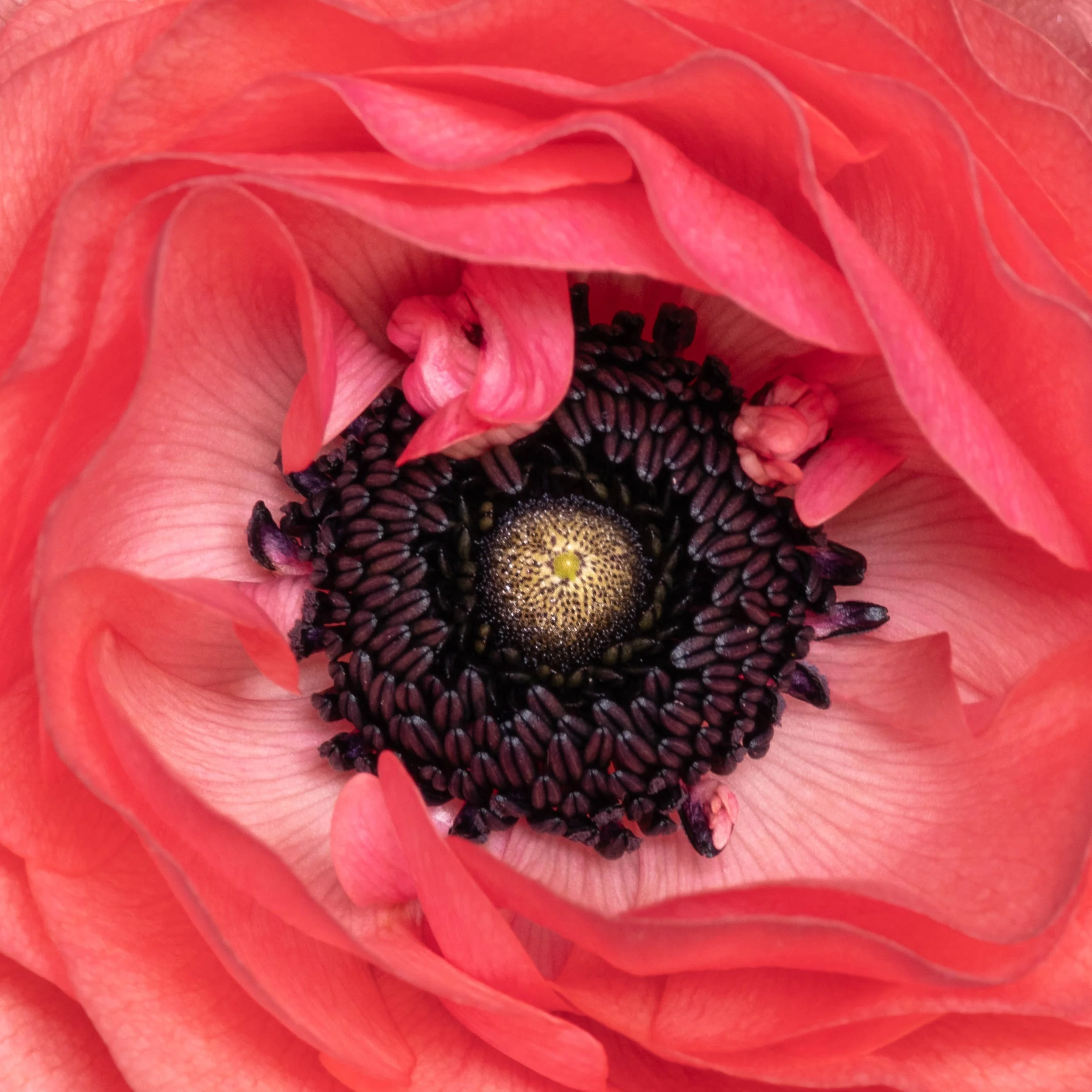 Ranuculus low quality for website 2452.jpg