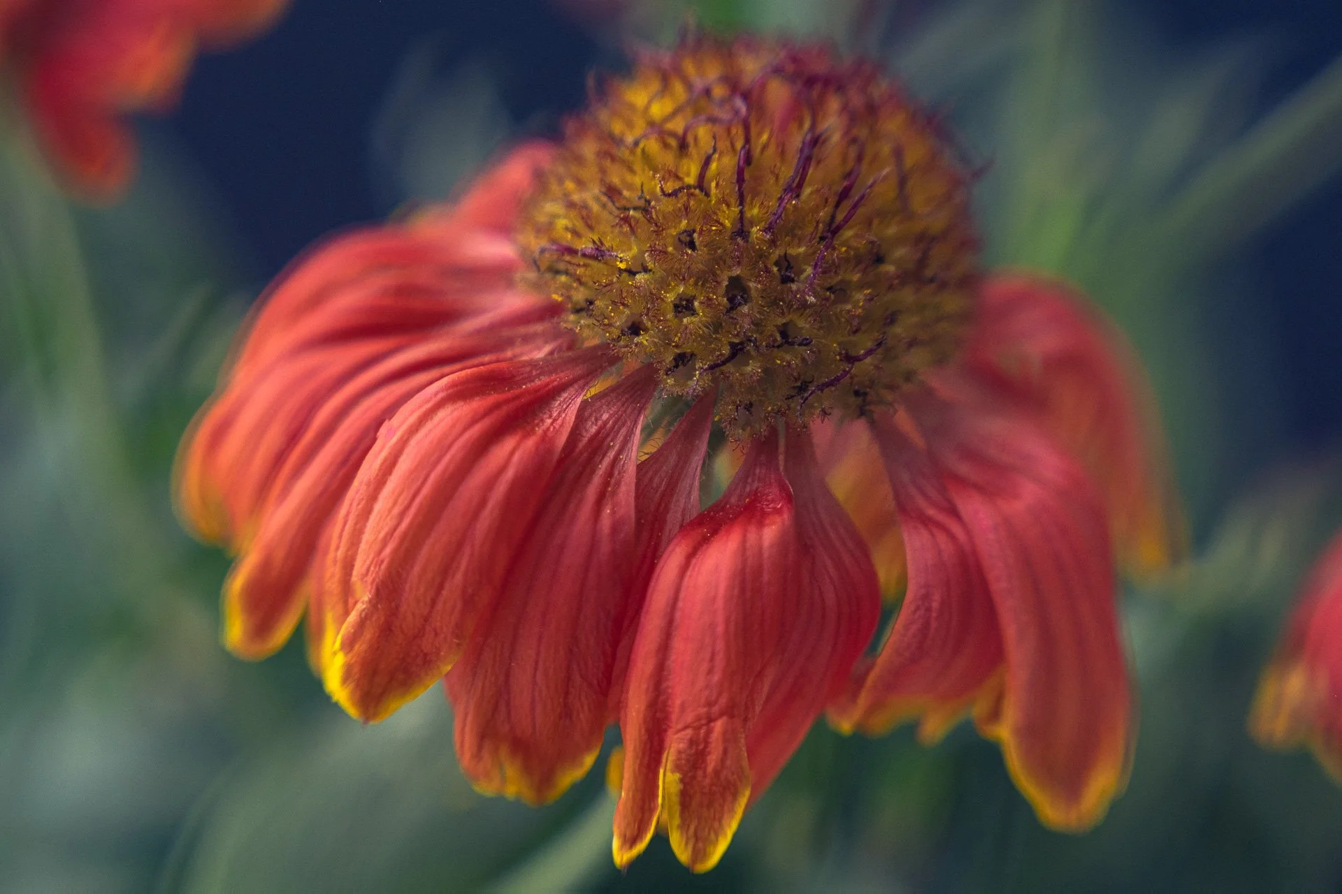 How do I know when I have my subject in focus? I don’t! Read on …..