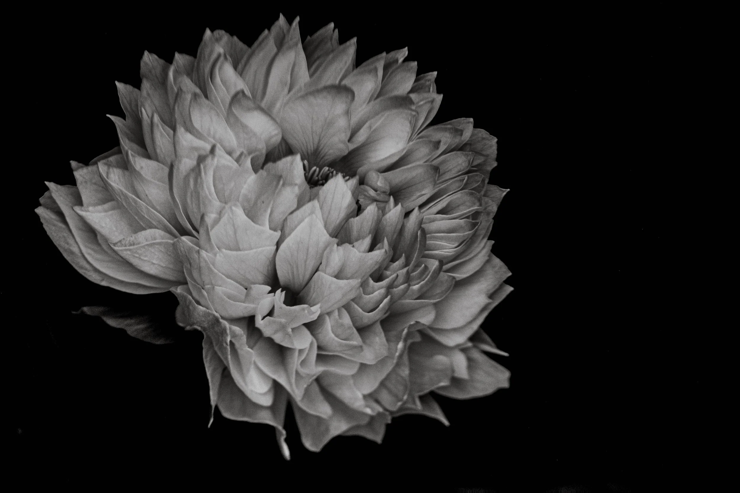 Remove your rose coloured glasses, and embrace a black and white photography challenge