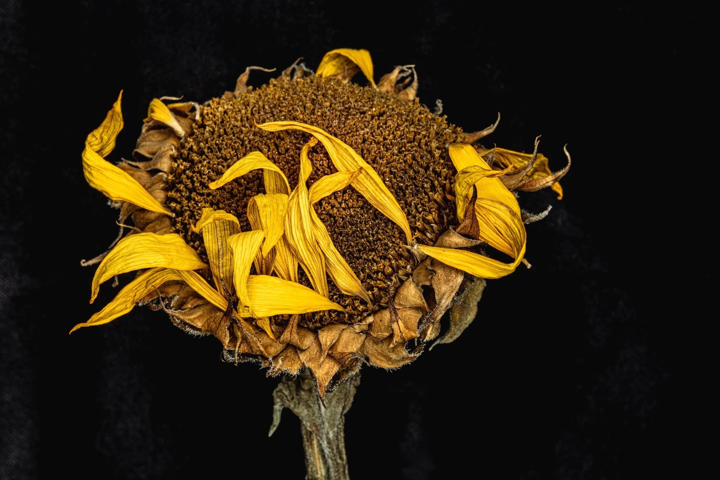 Ageing+Sunflower+2780.jpg