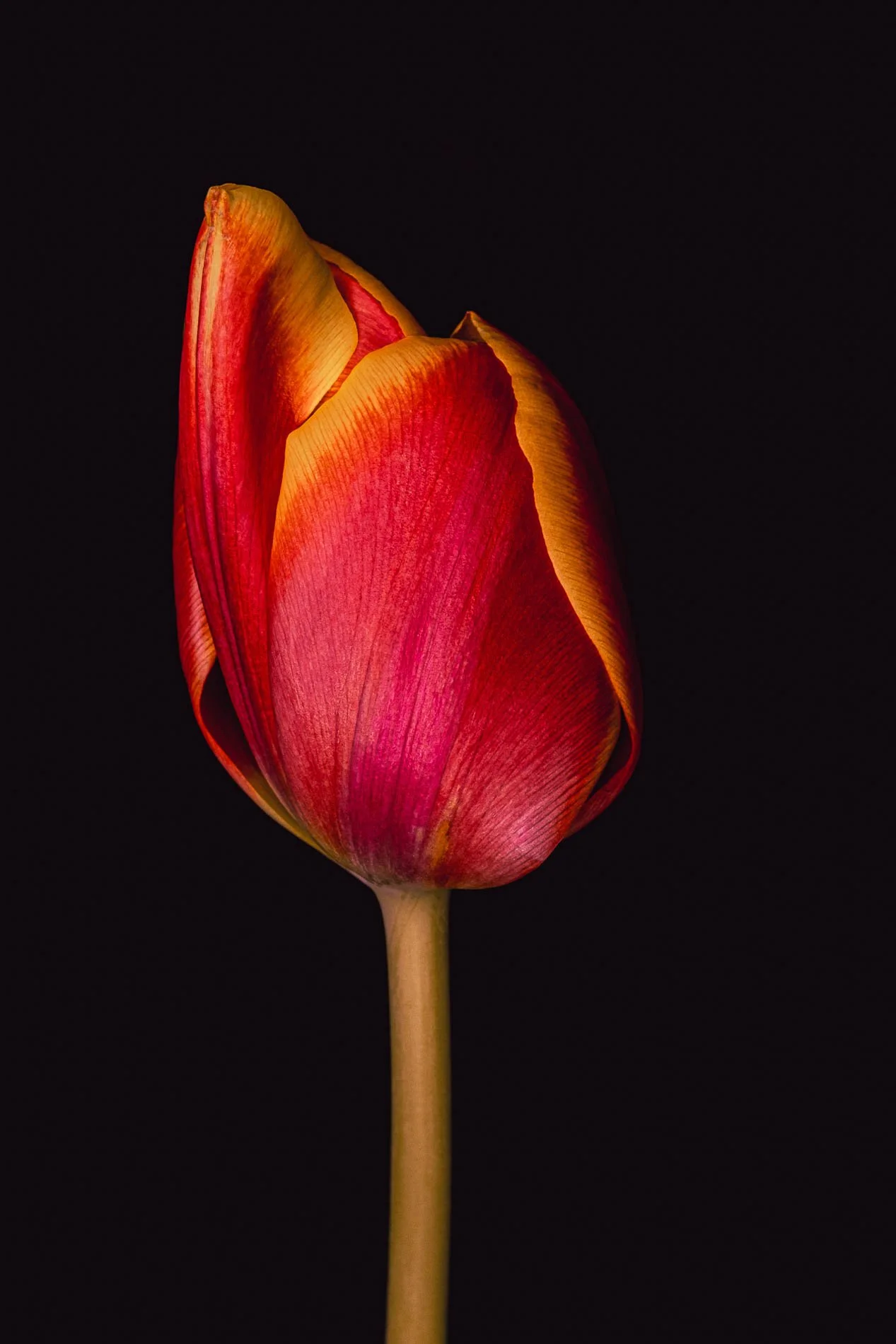 Macro images - my own personal favourites 