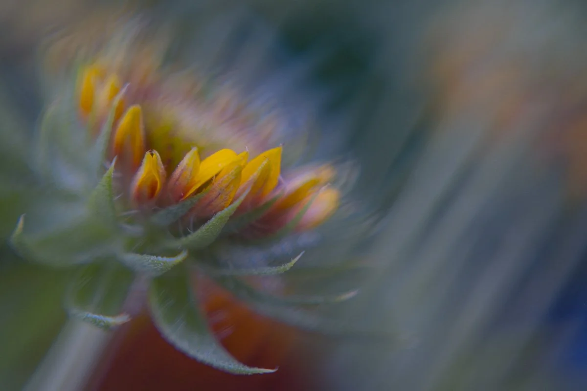 When composing your image, consider the background as much as the foreground.