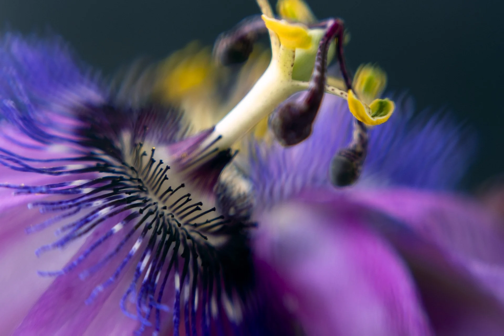 Macro photography doesn't have to be serious - let's play!