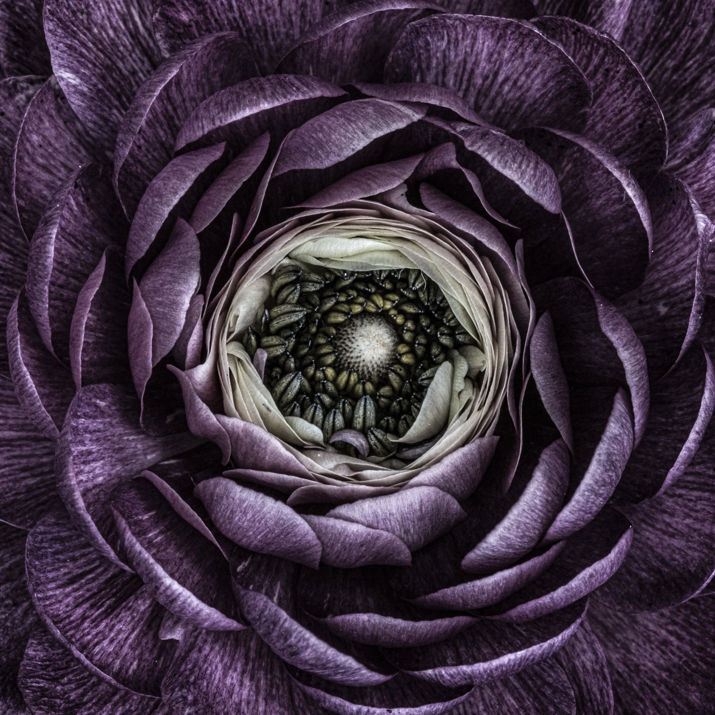 Violet ranunculus.jpg