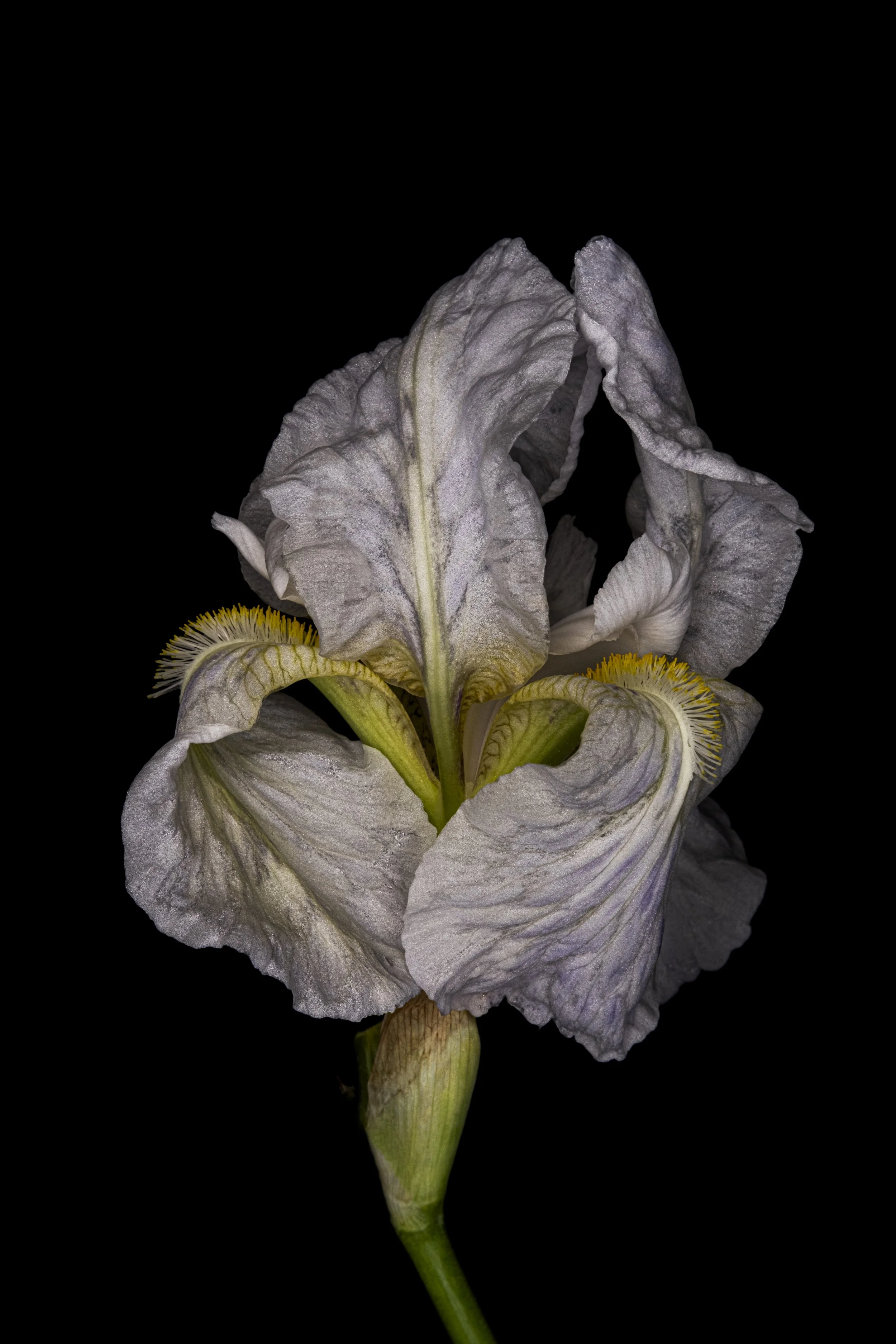 Nicole white Lily HDR 5098 Alys Walker Tinson.jpg