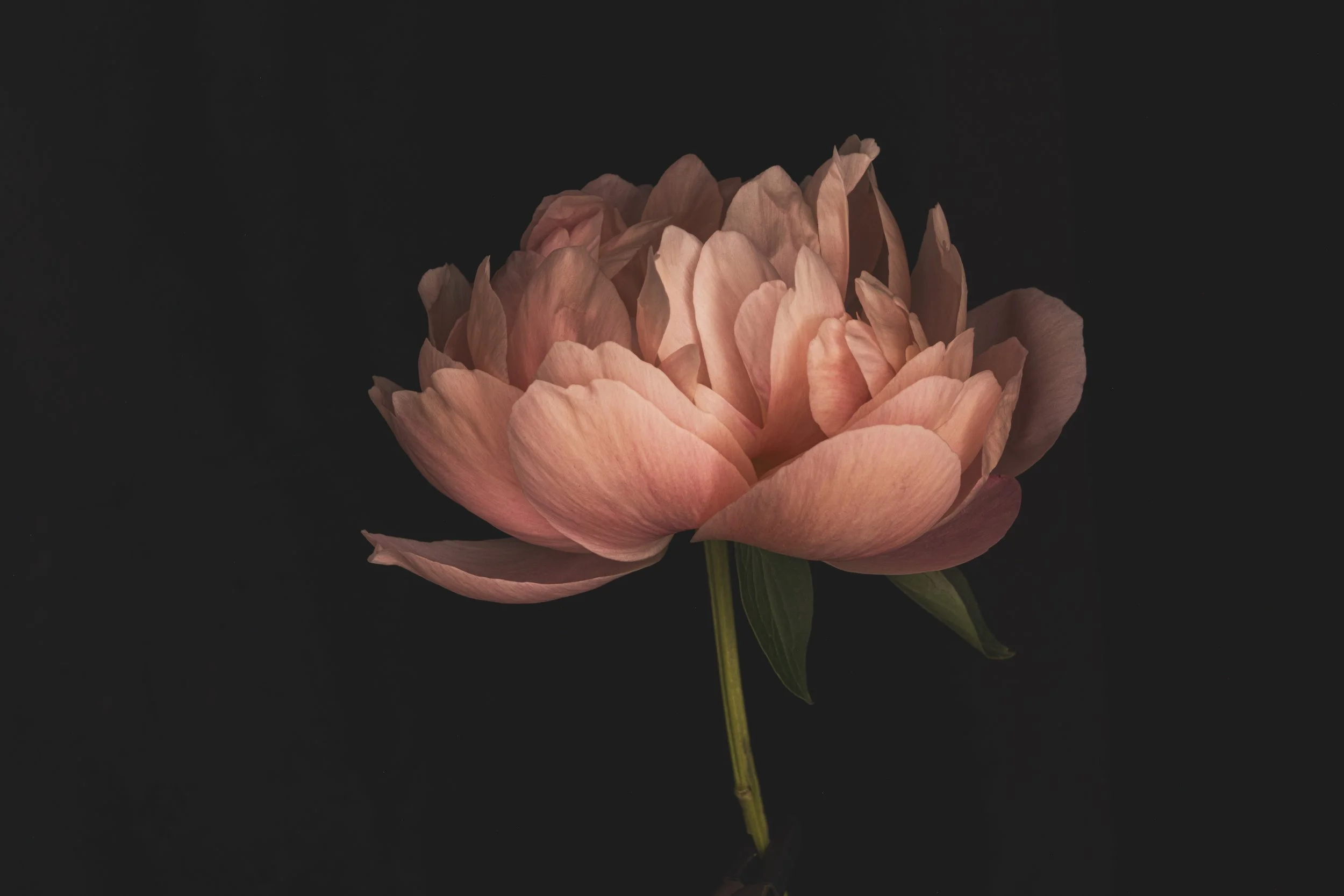 peony 4943 Alys Walker Tinson.jpg