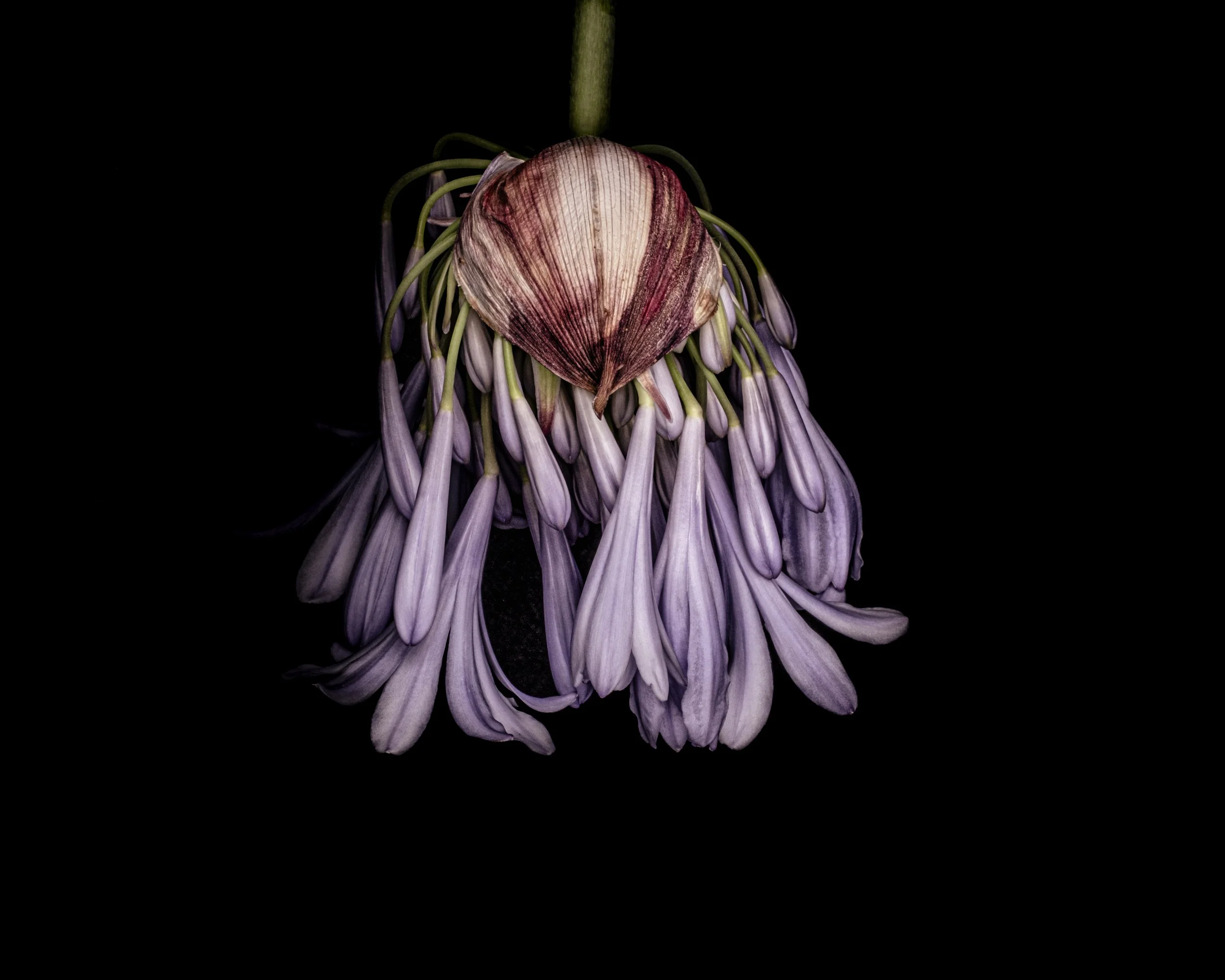 Walker.Tinson -Alys - inverted agapanthus.jpg
