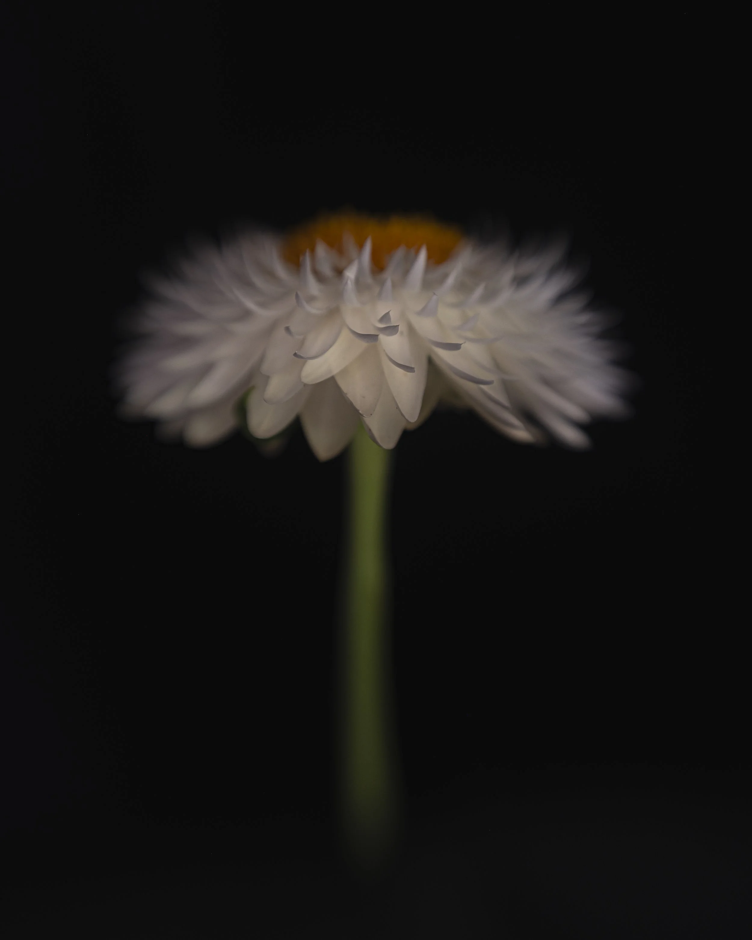Walker.Tinson -Alys - white spikey.jpg