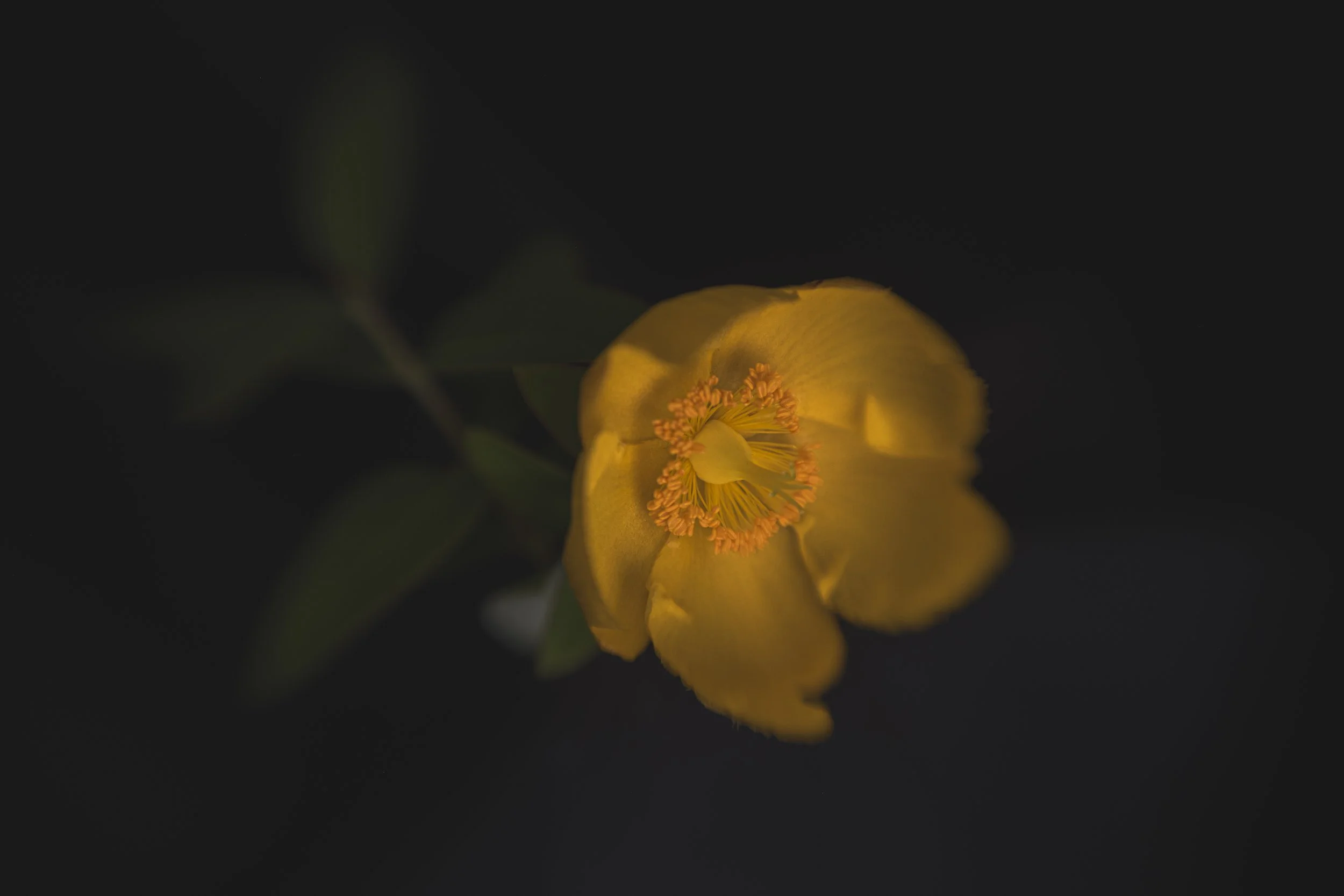 Walker.Tinson -Alys - Golden Garden Flower.jpg
