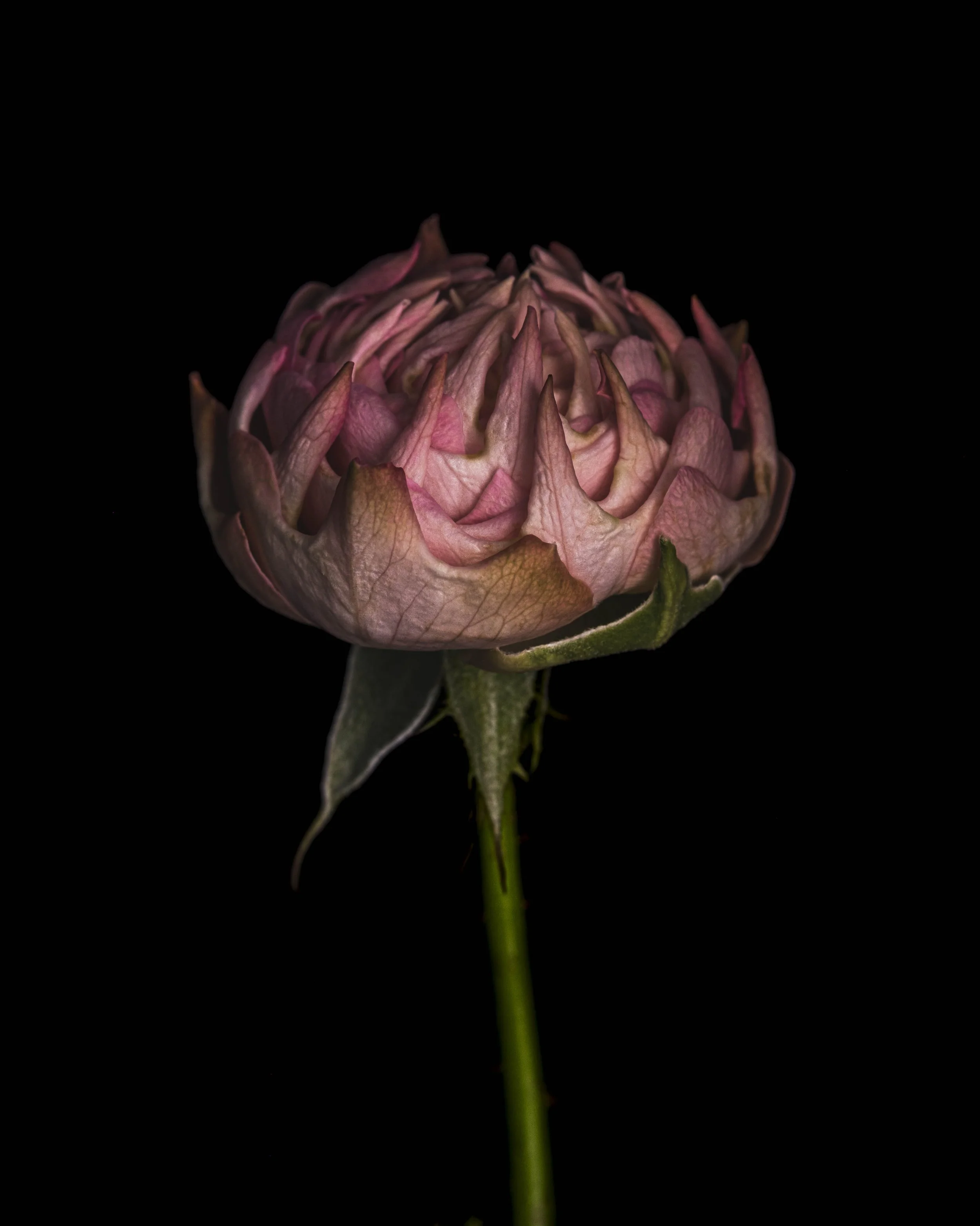 english rose C 6256 Alys Walker-Tinson  .jpg