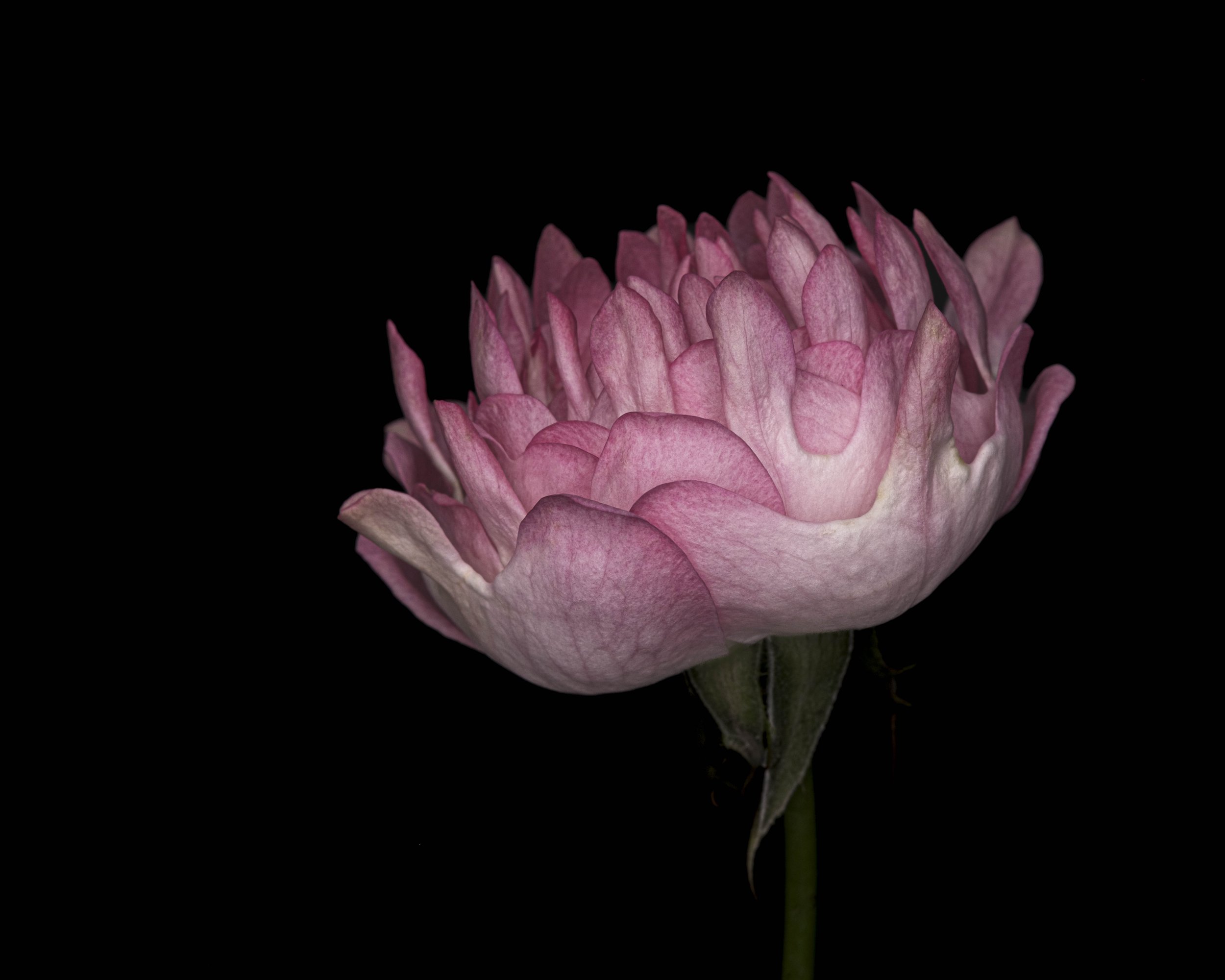 english rose 6219 Alys Walker-Tinson  5255.jpg