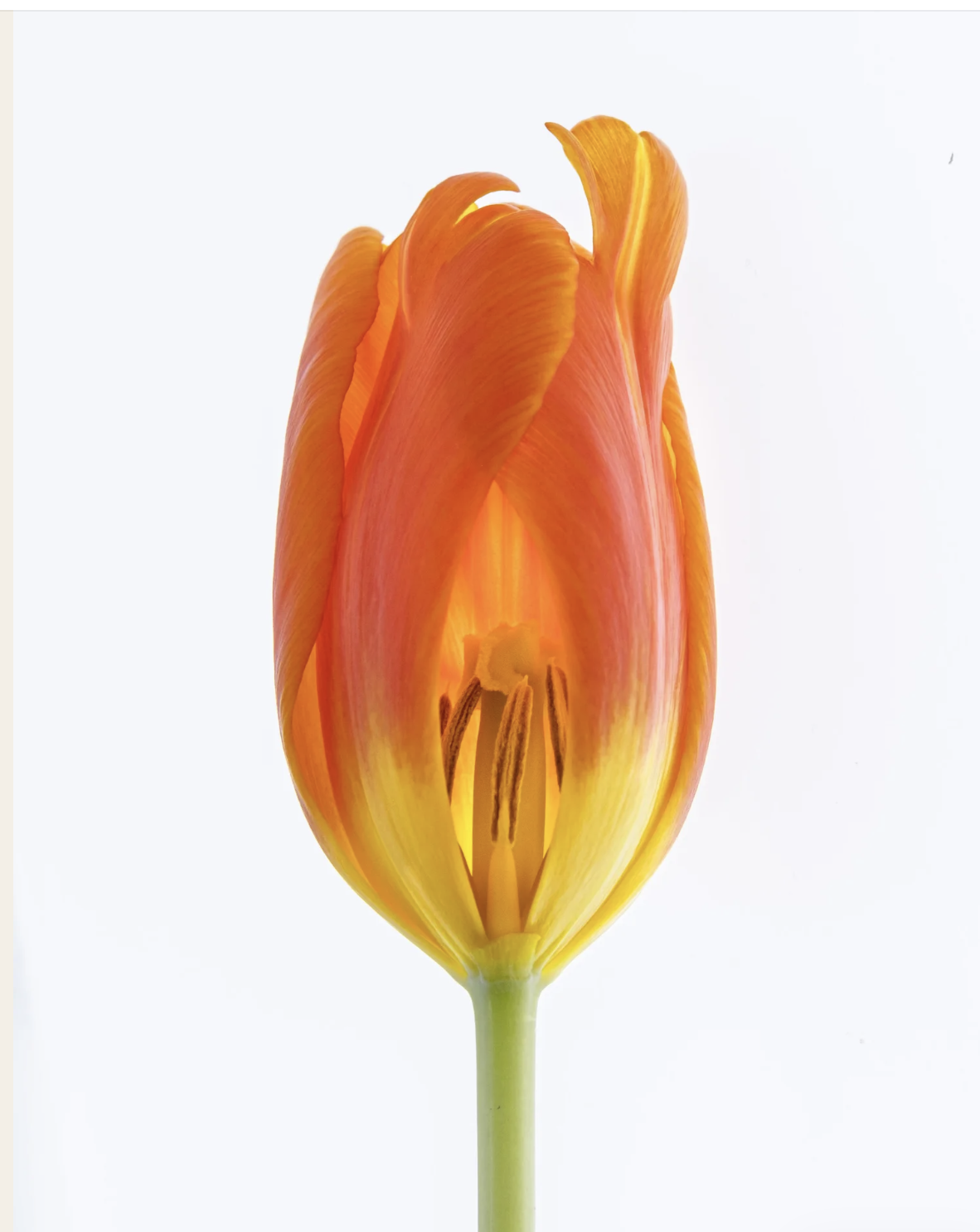 Using reflectors with macro photography