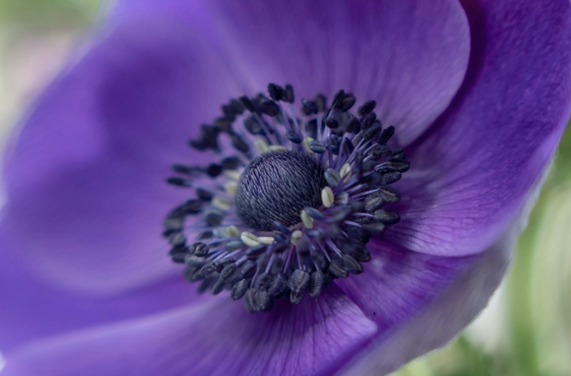Diffuse the light to elevate your macro photography 