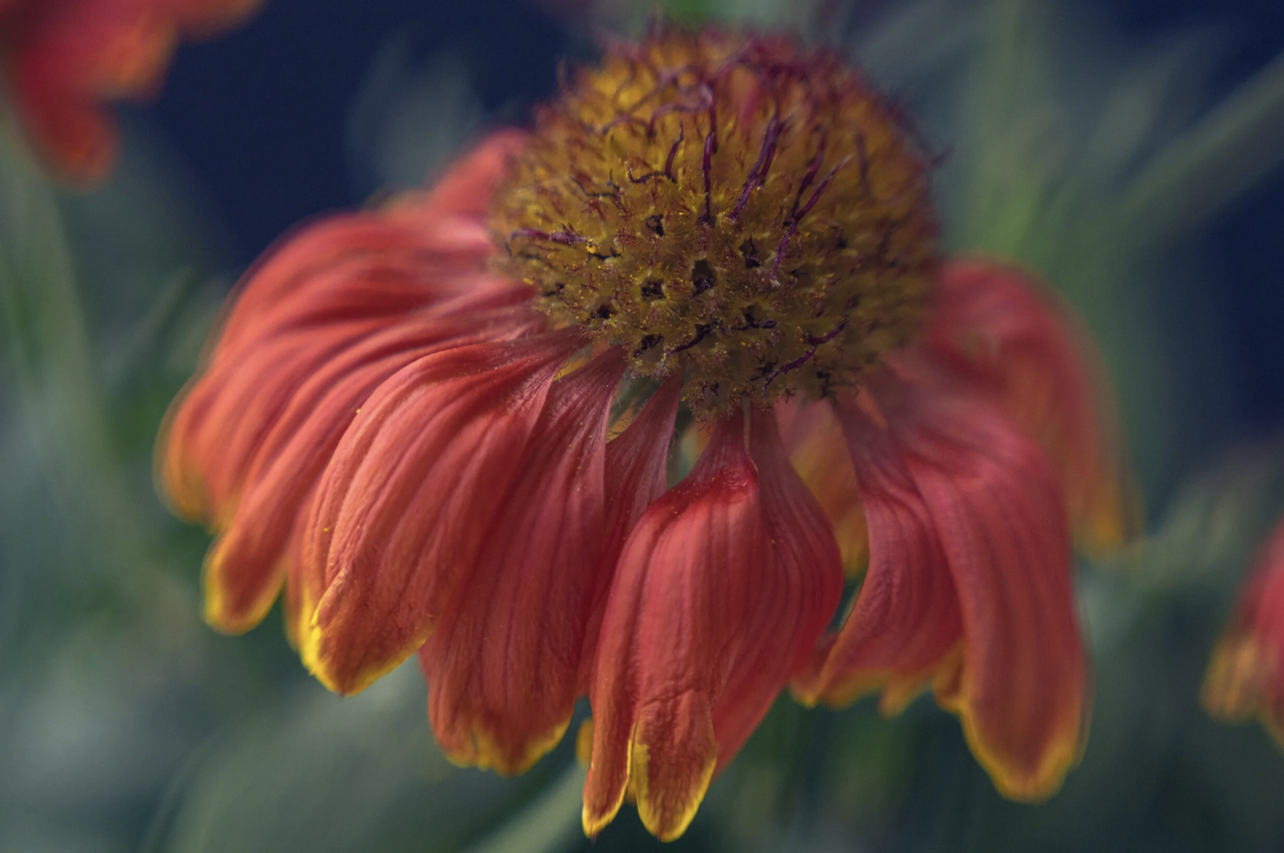 My favourite summer 2021 Macro image