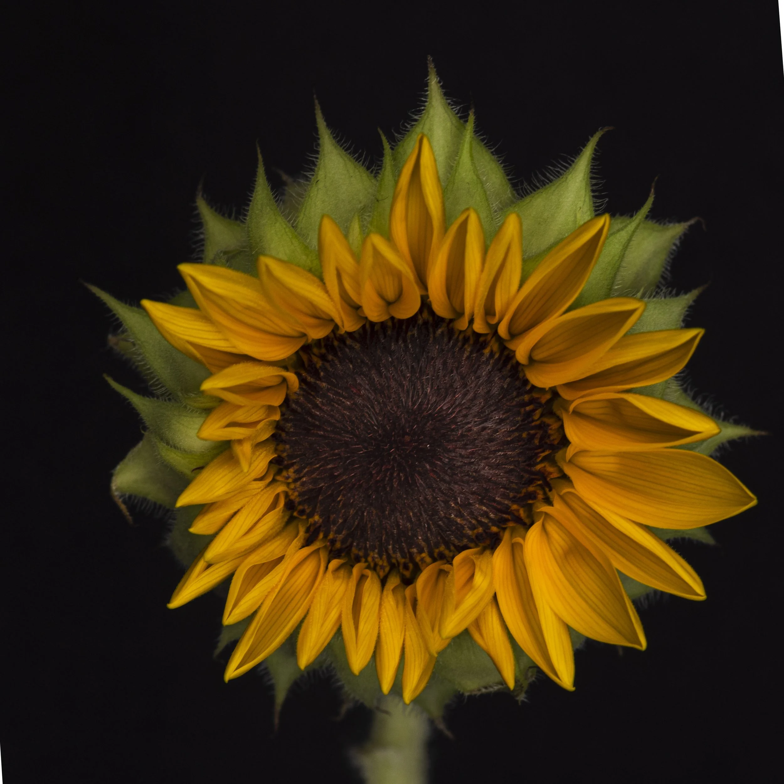 aug 2026 sunflower.jpg