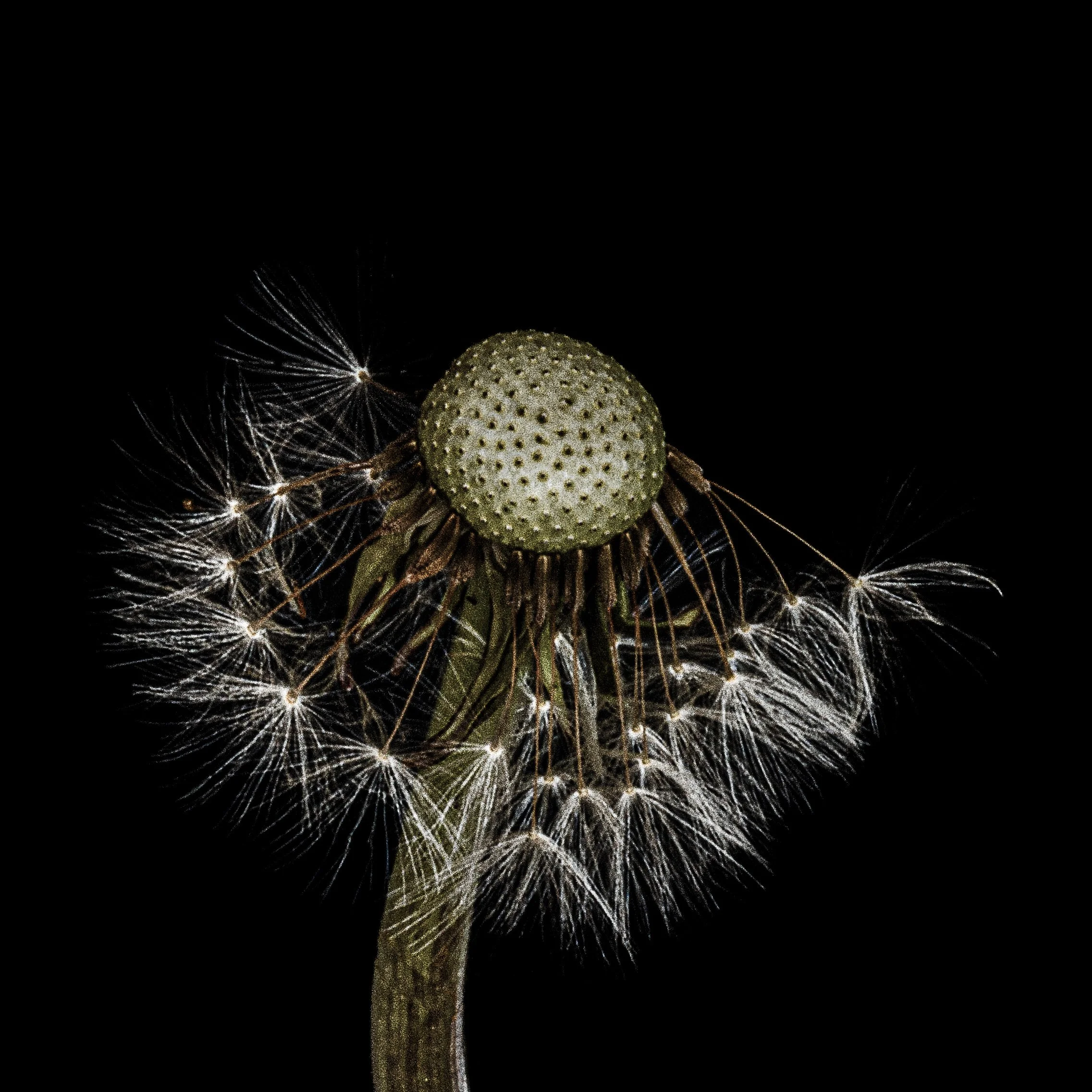 dandelion 5*.jpg