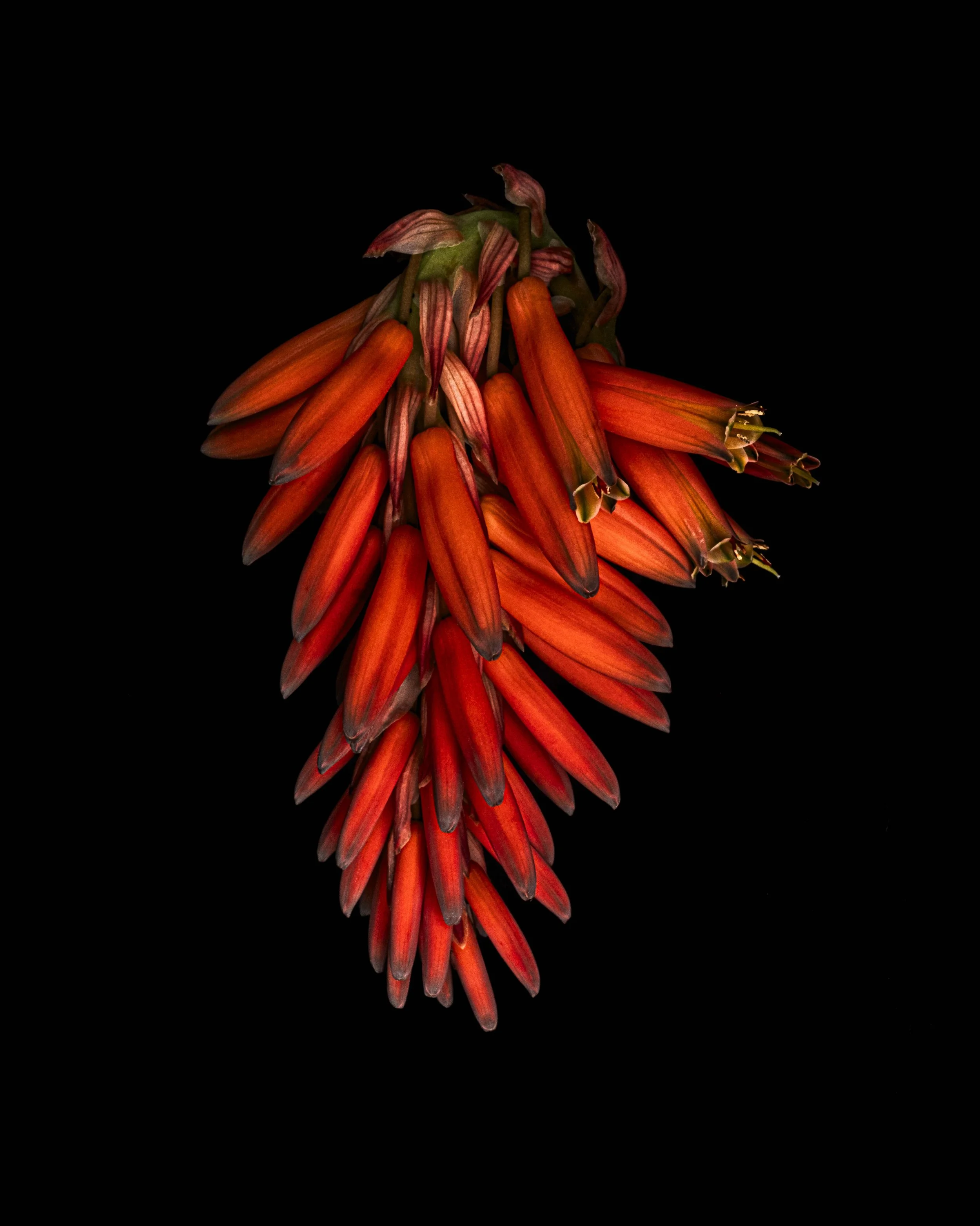 cactus flower Alys Walker-Tinson  5255.jpg