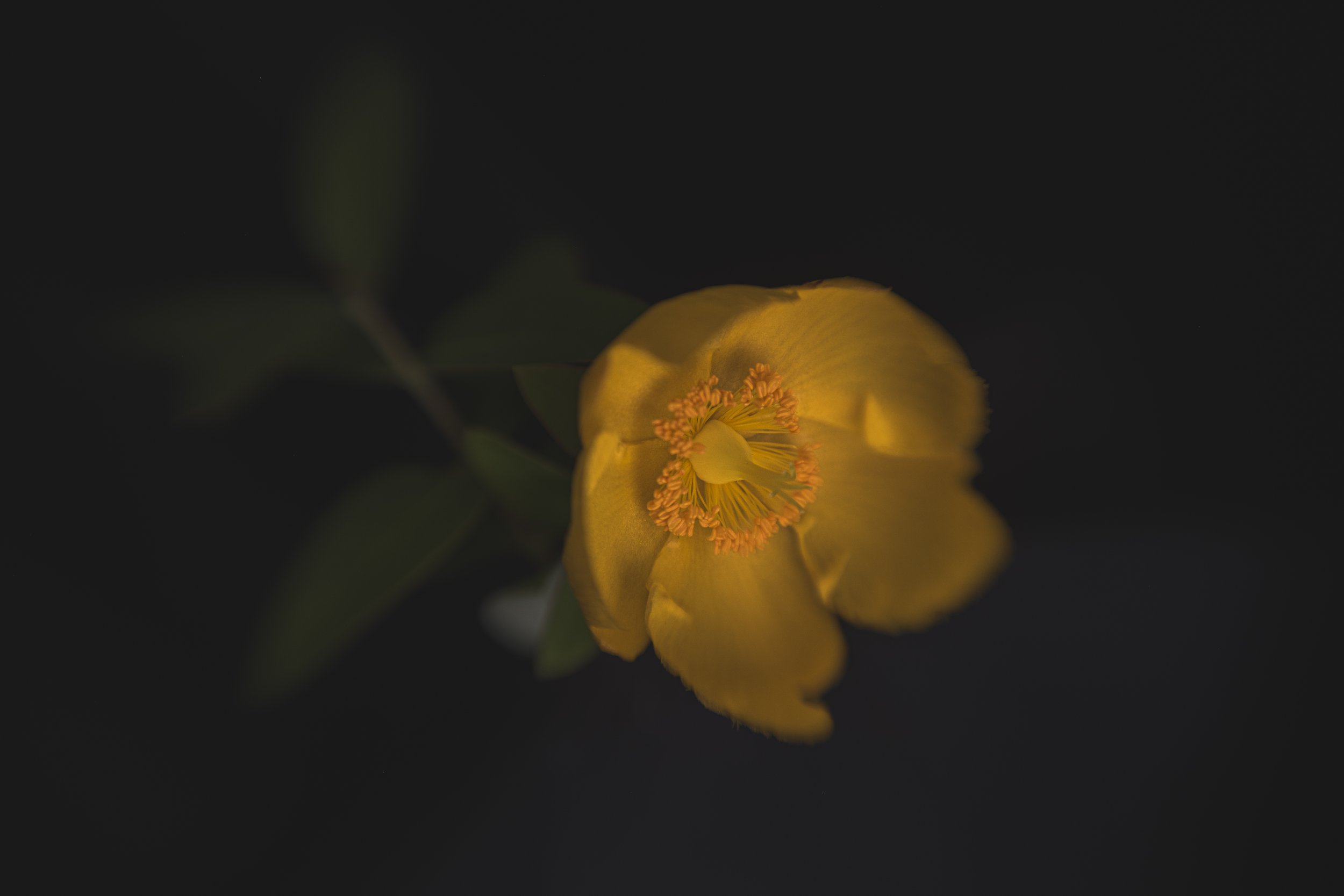 Walker.Tinson -Alys - Golden Garden Flower.jpg