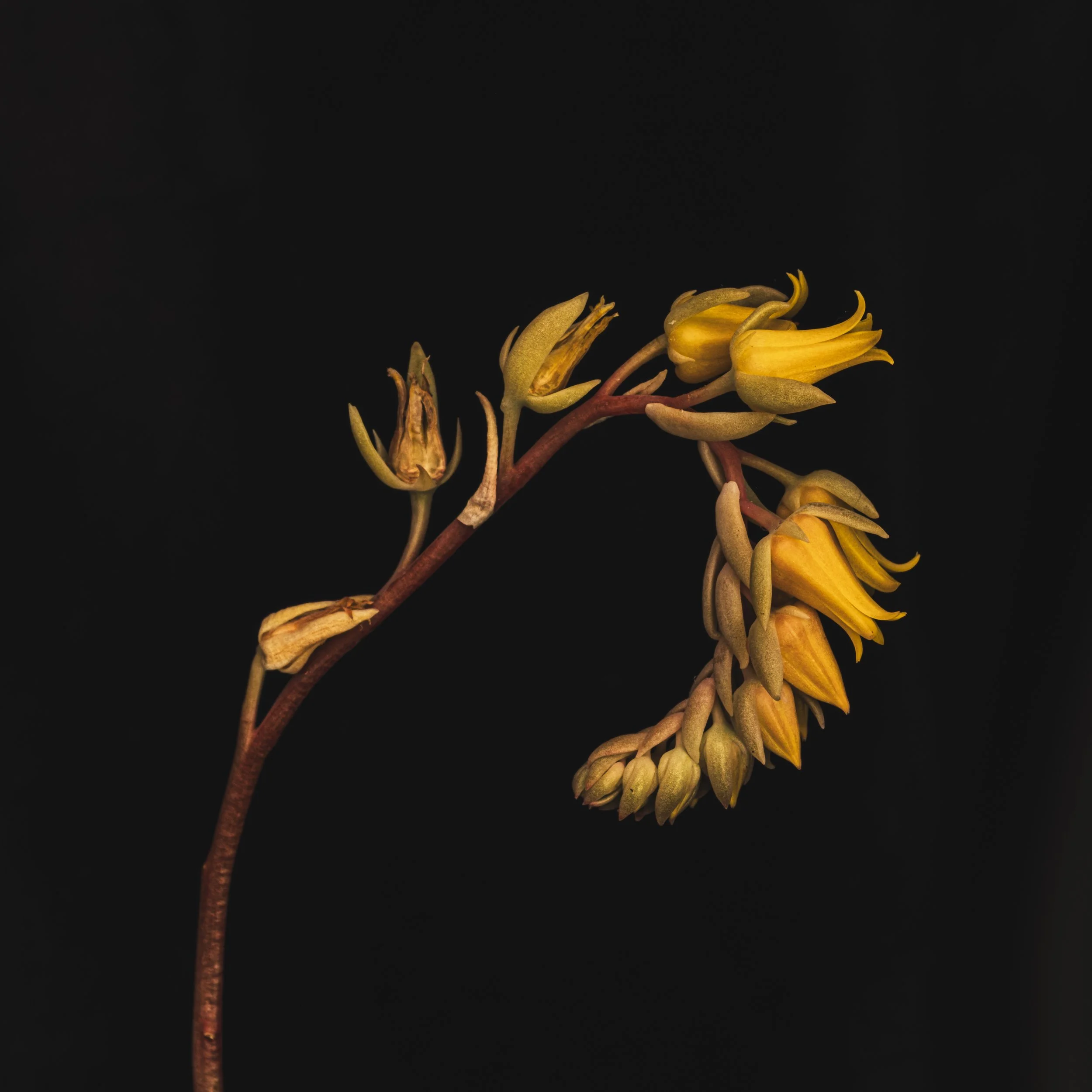Walker.Tinson -Alys - curved cactus flower.jpg
